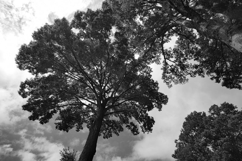 Leitz Looksモードのモノクロはなかなかやりますね。こうした明暗差がわりと大きめな条件でも階調をうまく繋いでくれます。舌を巻くほどですよ。銀塩モノクロでこの階調出すのはかなり大変ですぜ。<br>Leitz Phone 1（F1.9・1/4,500秒）ISO 51