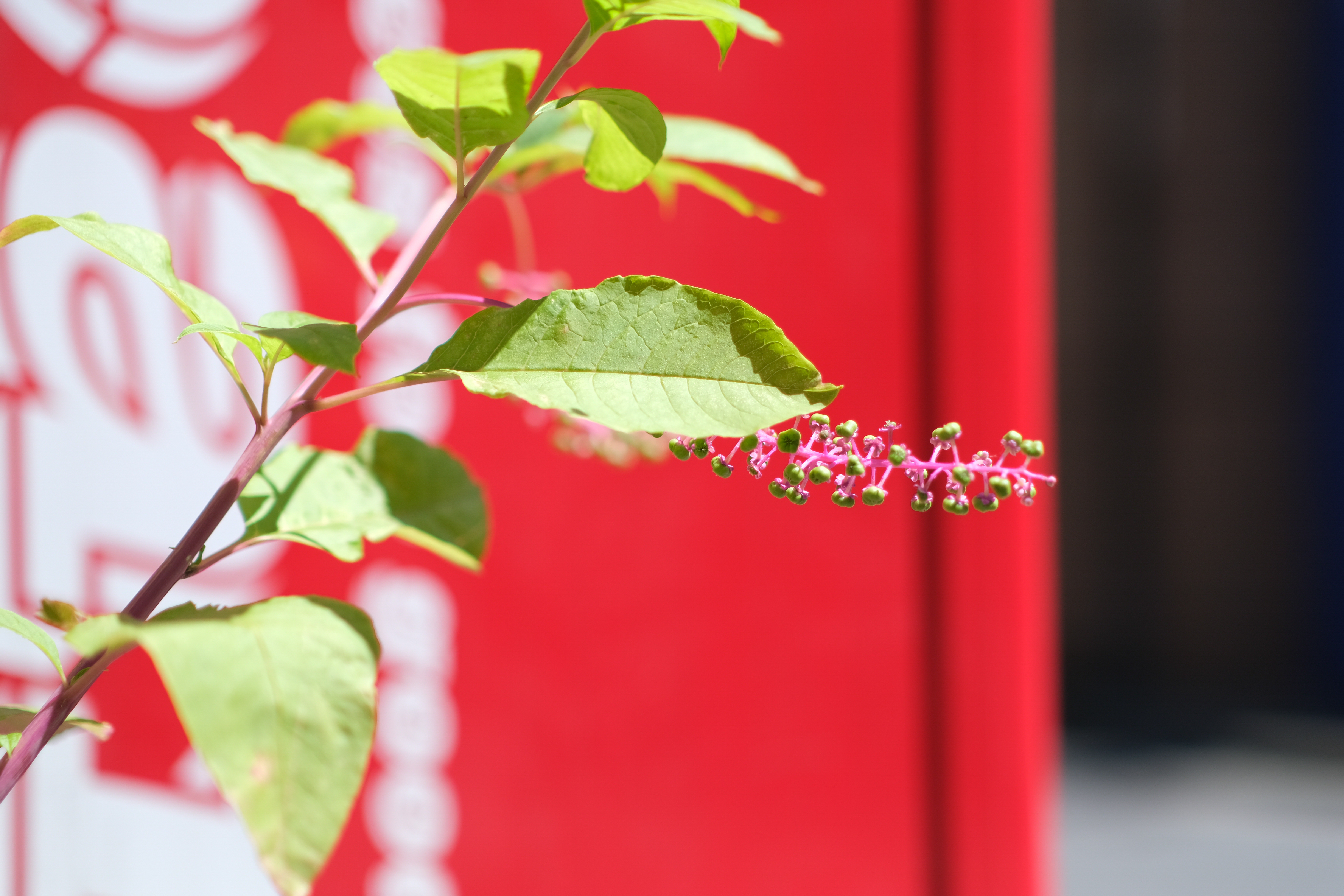 <span class="fnt-85">X-T4 / atx-m 56mm F1.4 X / 絞り優先AE（F1.4・1/4,400秒・+0.3EV） / ISO 160</span>