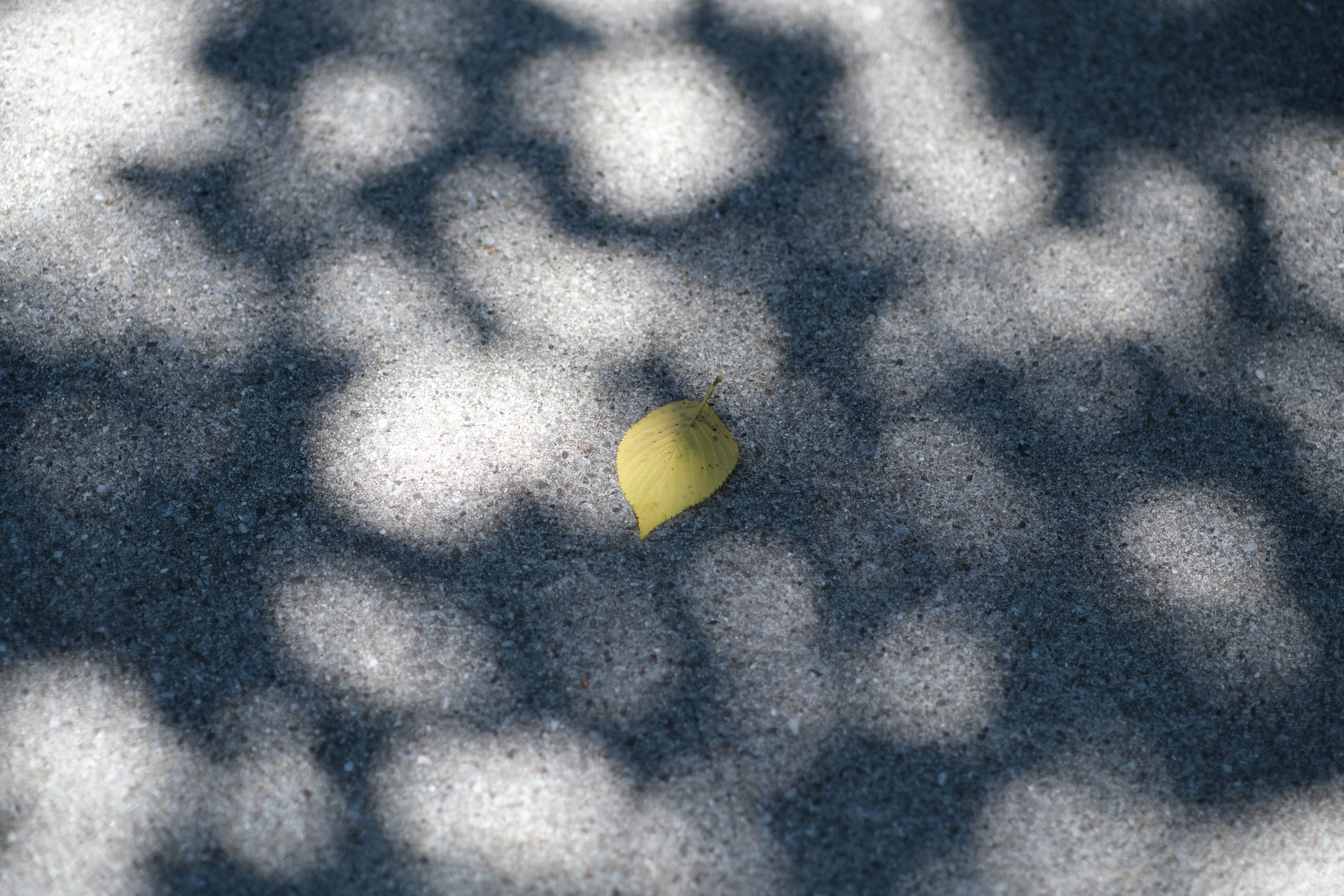 <span class="fnt-85">X-T4 / atx-m 56mm F1.4 X / 絞り優先AE（F1.4・1/2,900秒・±0EV） / ISO 160</span>