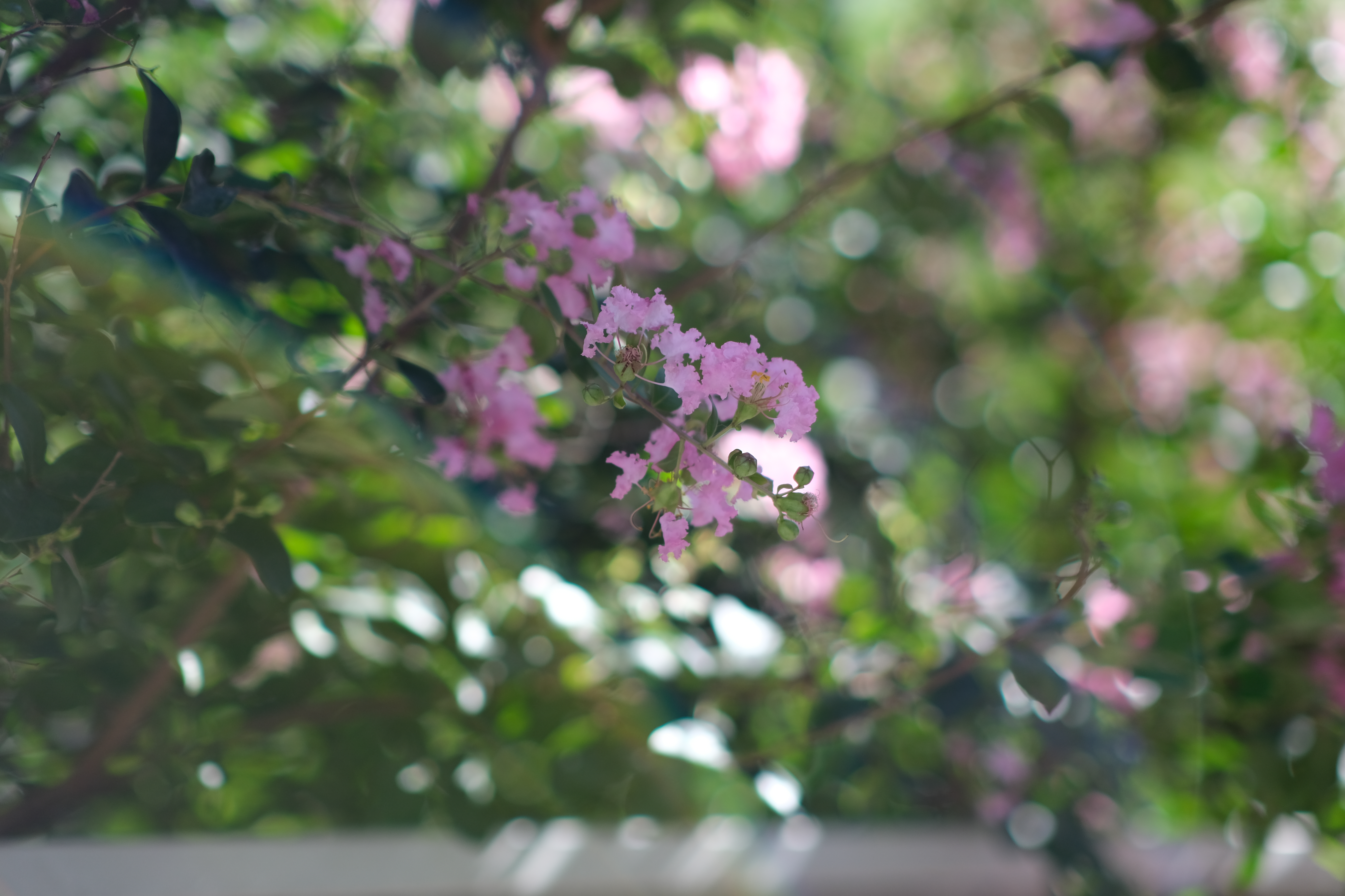 <span class="fnt-85">X-T4 / atx-m 56mm F1.4 X / 絞り優先AE（F1.4・1/2,000秒・±0EV） / ISO 160</span>