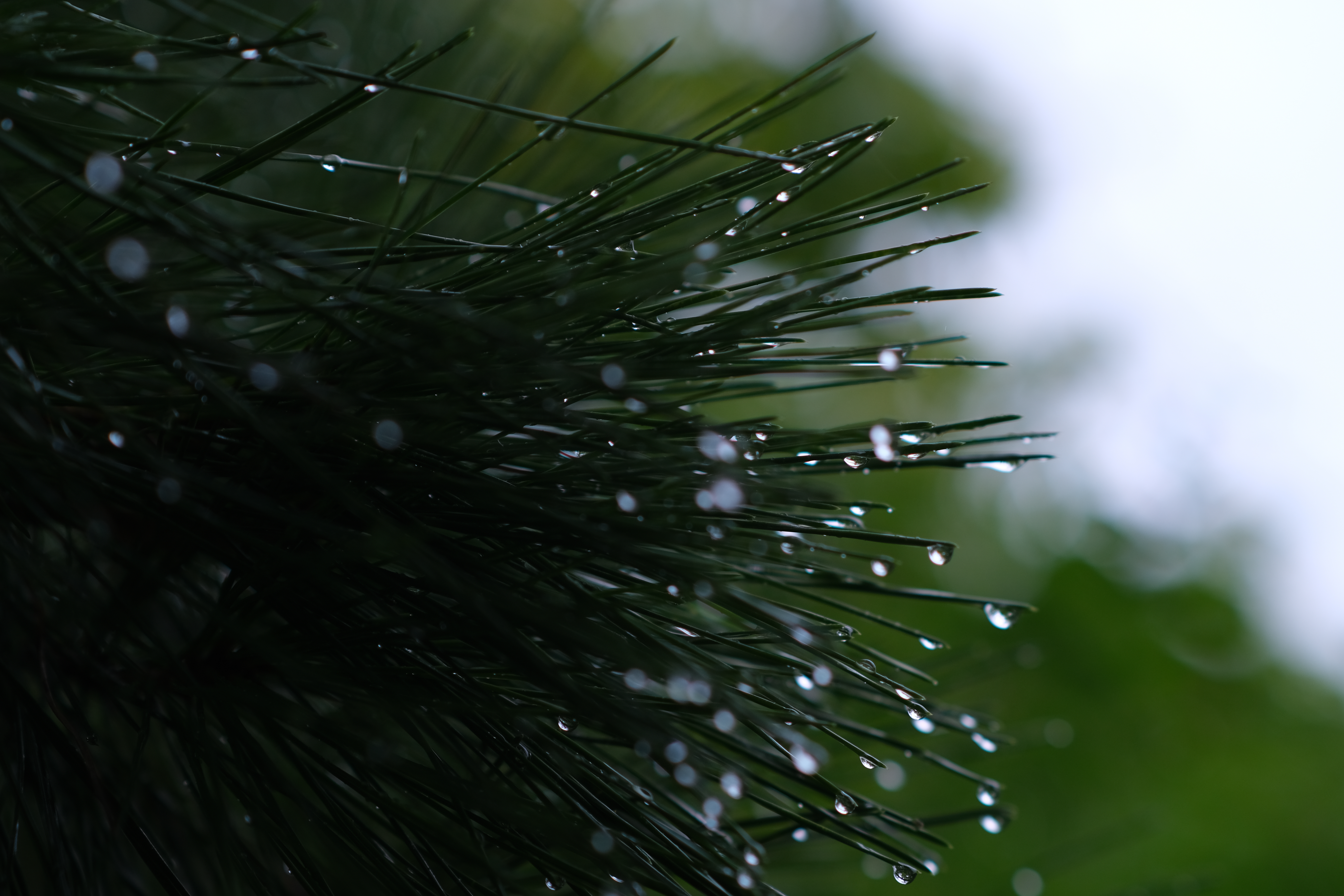 <span class="fnt-85">X-T4 / atx-m 56mm F1.4 X / 絞り優先AE（F2・1/600秒・-0.3EV） / ISO 160</span>