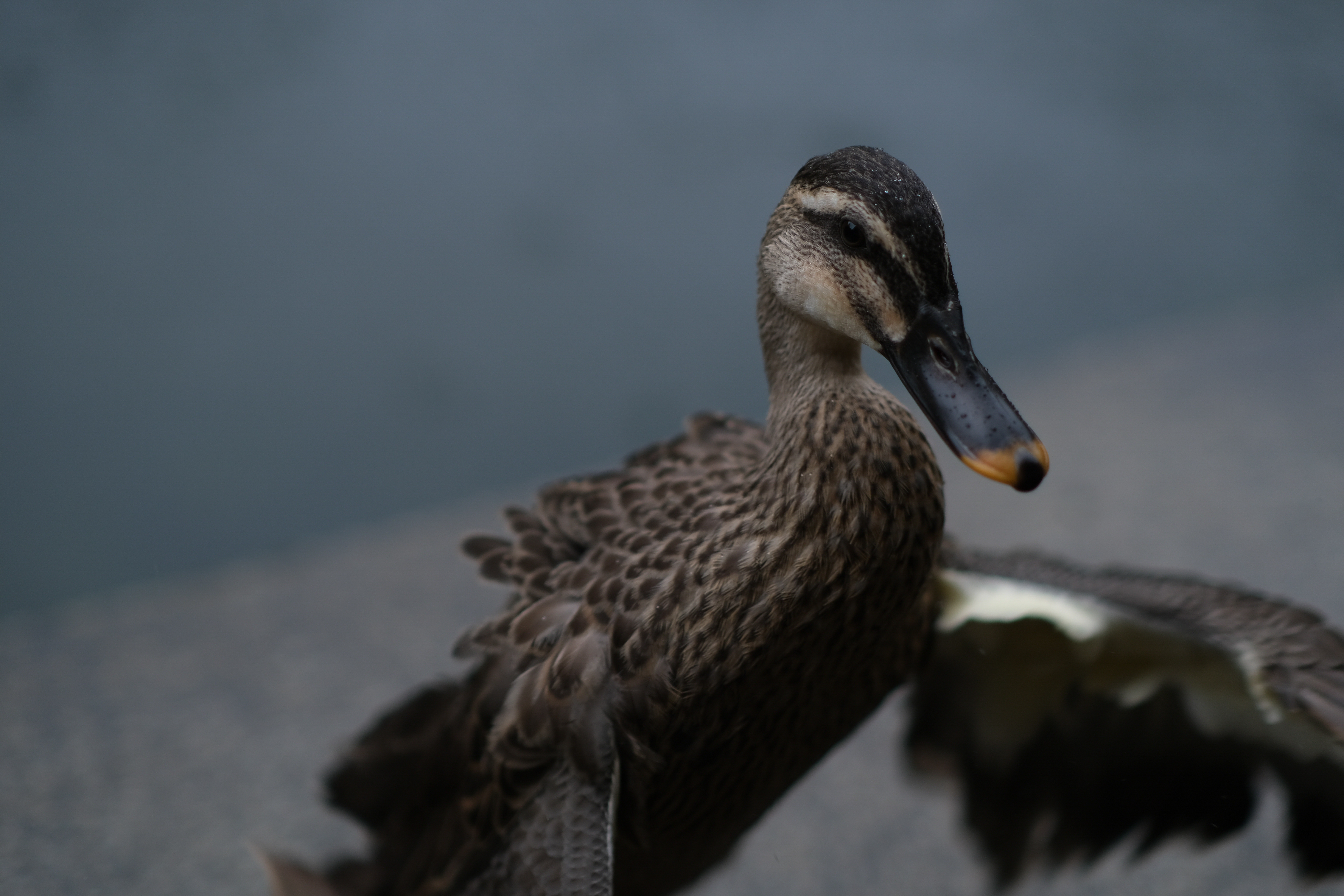 <span class="fnt-85">X-T4 / atx-m 56mm F1.4 X / 絞り優先AE（F1.4・1/1,500秒・±0EV） / ISO 160</span>