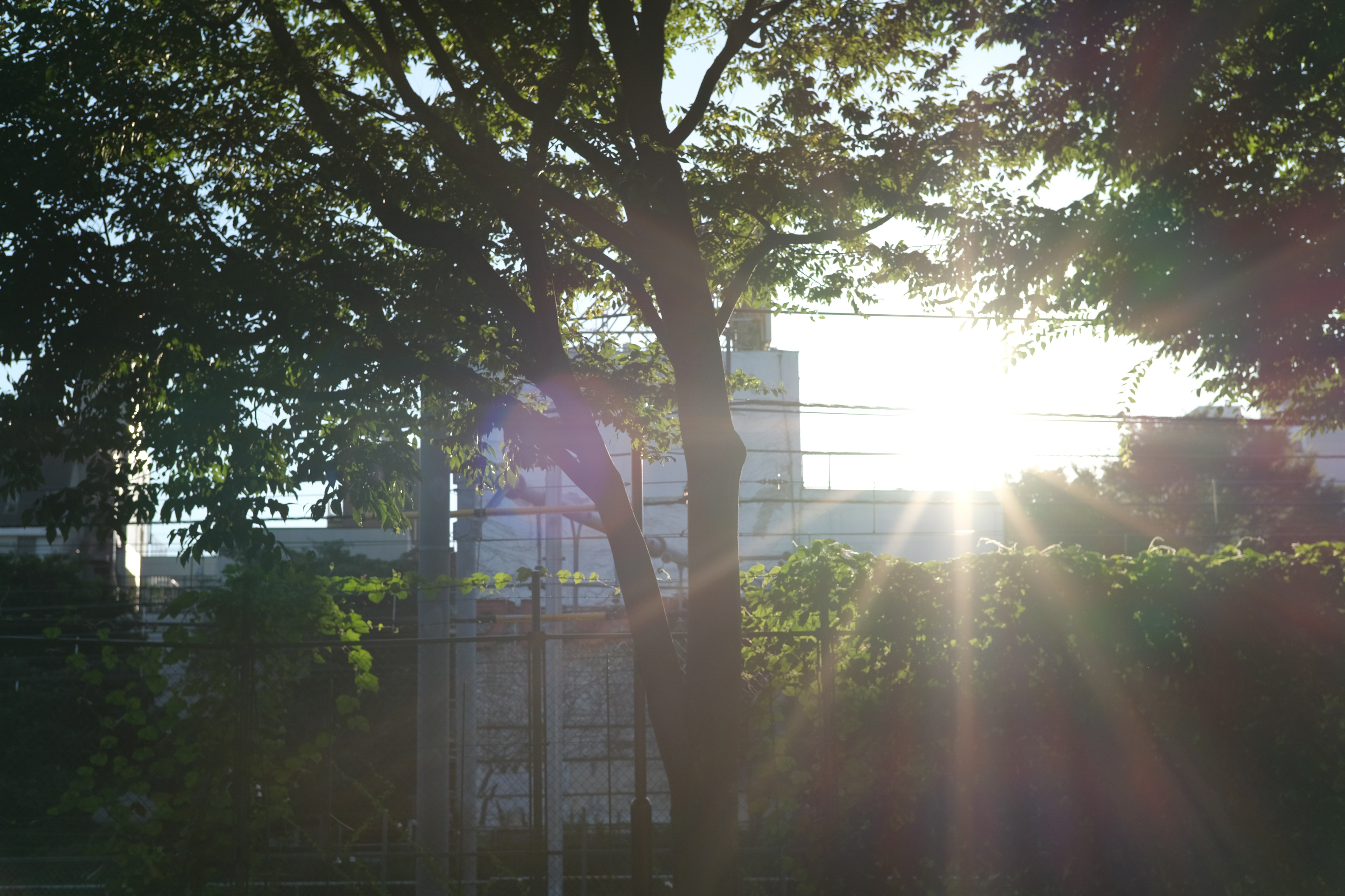 <span class="fnt-85">X-Pro3 / NOKTON 35mm F1.2 / 絞り優先AE（F4・1/800秒・±0EV） / ISO 160</span>