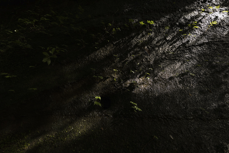 EOS R5 / 14mm F1.8 DG HSM｜Art / 14mm / マニュアル露出（1/160秒・F2.0） / ISO 100