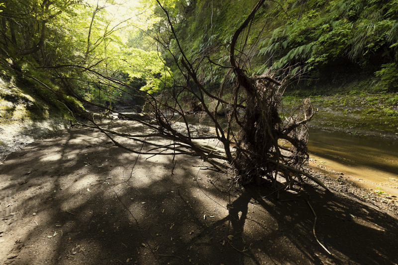 EOS R5 / 14mm F1.8 DG HSM｜Art / 14mm / マニュアル露出（1/100秒・F2.8） / ISO 100