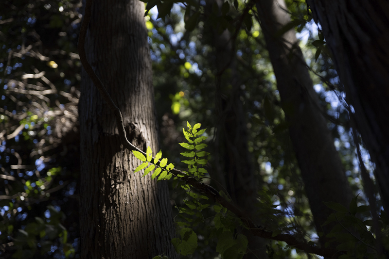 EOS R5 / 24-70mm F2.8 DG OS HSM｜Art / 70mm / マニュアル露出（1/200秒・F2.8） / ISO 100