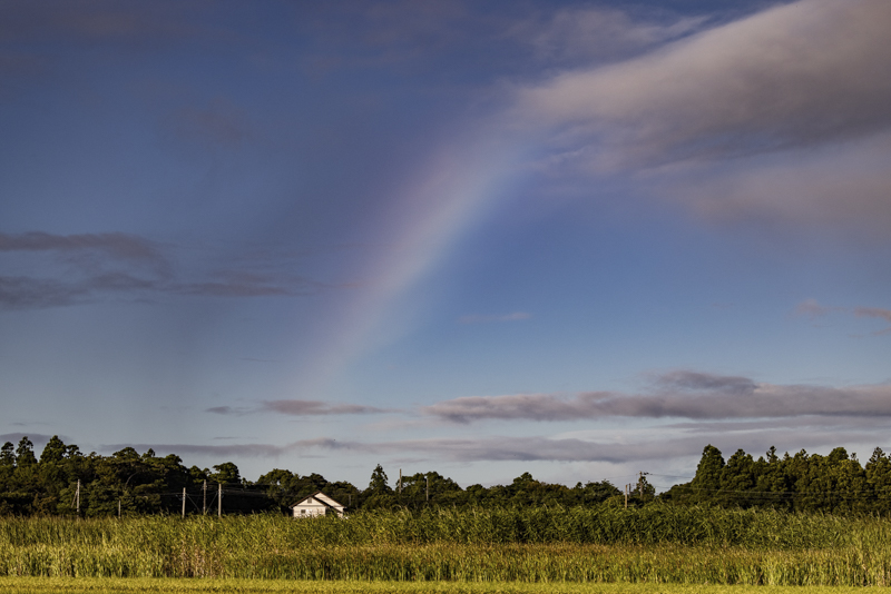 EOS R5 / 60-600mm F4.5-6.3 DG OS HSM｜Sports/ 96mm / マニュアル露出（1/2500秒・F5.0） / ISO 100