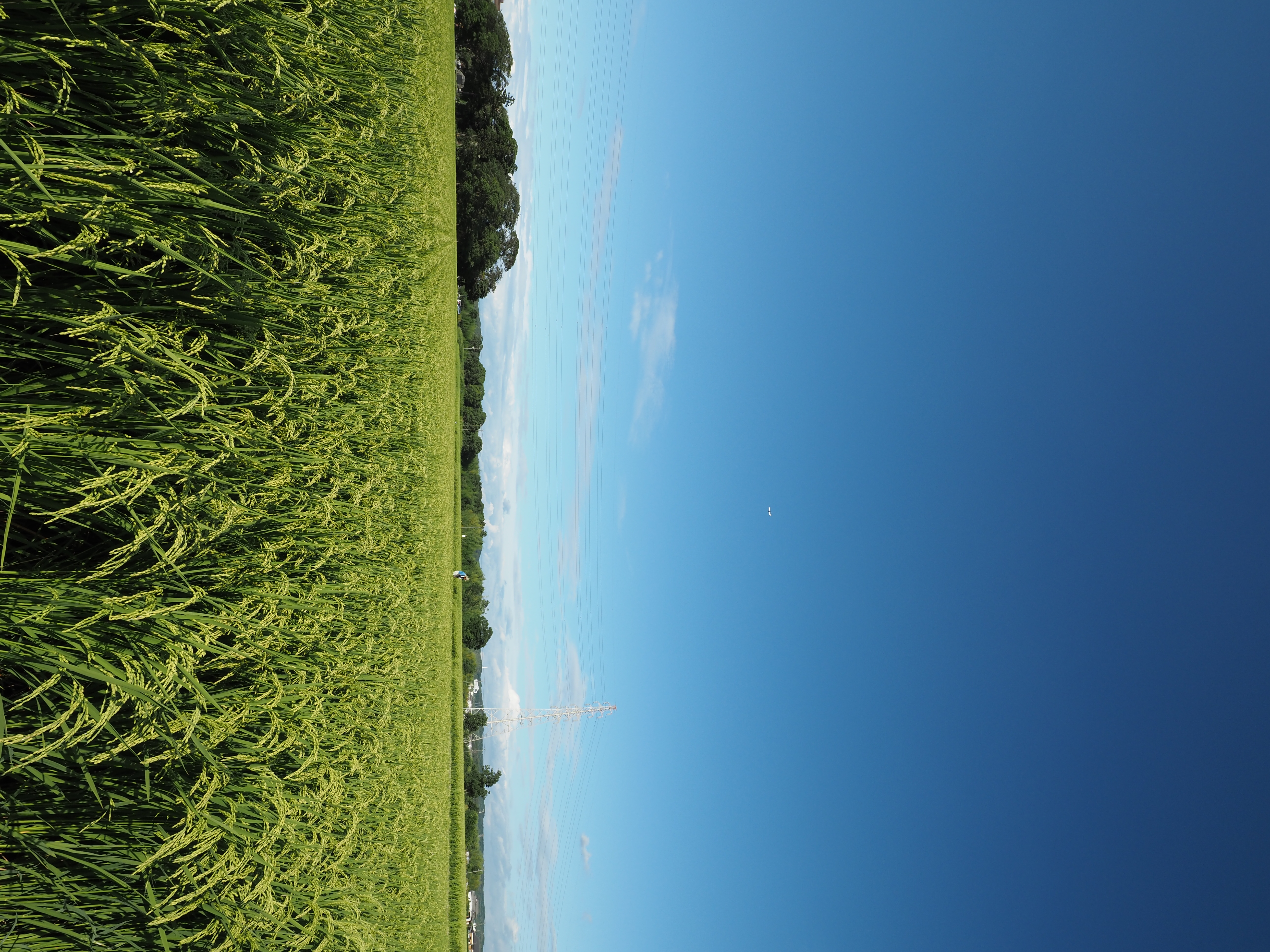 E-M1 Mark III + M.ZUIKO DIGITAL ED 8-25mm F4.0 PRO（8mm）　絞り優先AE（F8・1/200秒・+0.3EV）　ISO 200　CPLフィルター使用