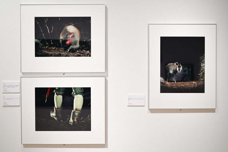 「けもの道」シリーズ