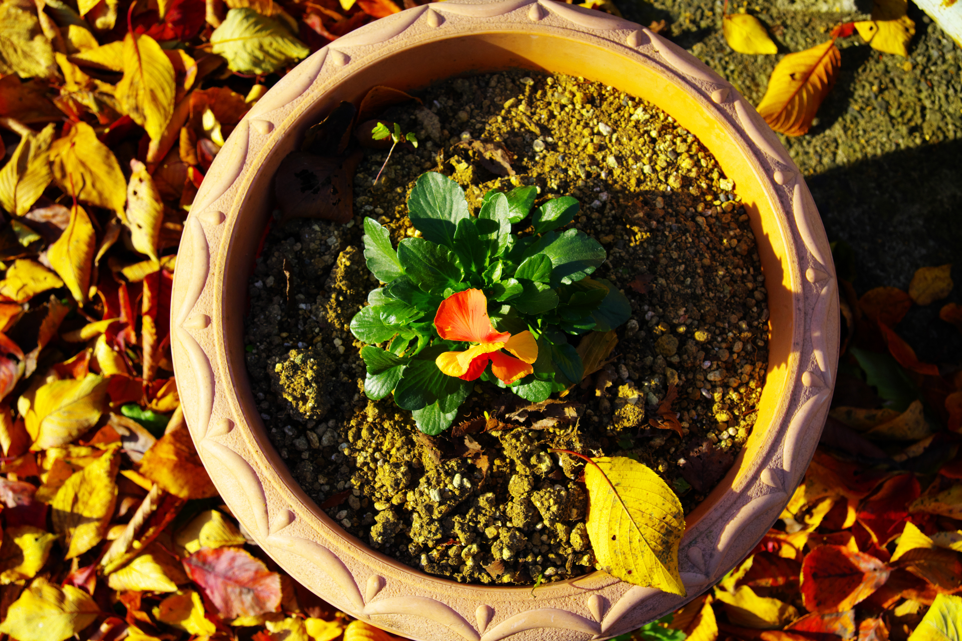 真俯瞰でフレーミングしても腕がぷるぷるしない小型軽量カメラは正義ですね。最近はミラーレス機でも重たいのがありますからねえ。ミラー付きのK-3 IIIより重たいとかあり得ないですよ。よく反省してください。<br>PENTAX K-3 III　HD-PENTAX DA 20-40mm F2.8-4 Limited（F8・1/250秒）ISO 400