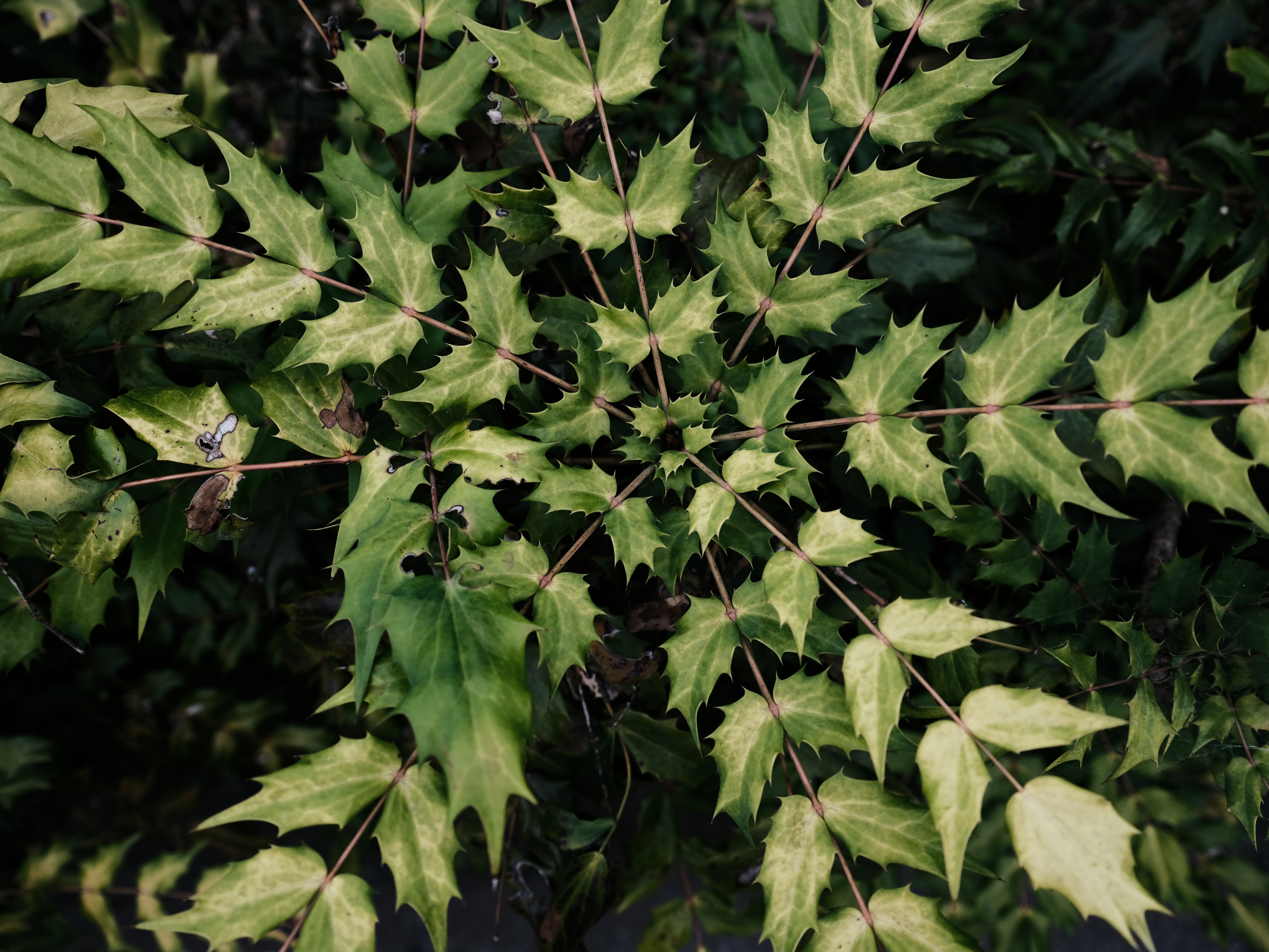 <span class="fnt-85">撮影距離や絞りに応じて色々な表情を見せてくれる、言わばオールドスクールな側面も持つレンズ。撮影距離が目測で80cm程度までであれば絞り開放でもキレの良い写り。<br>GFX50S II / GF35-70mmF4.5-5.6 WR（35mm：28mm相当） / 絞り優先AE（F5.6・1/350秒・±0EV） / ISO 1000 / フィルムシミュレーション：クラシッククローム</span>