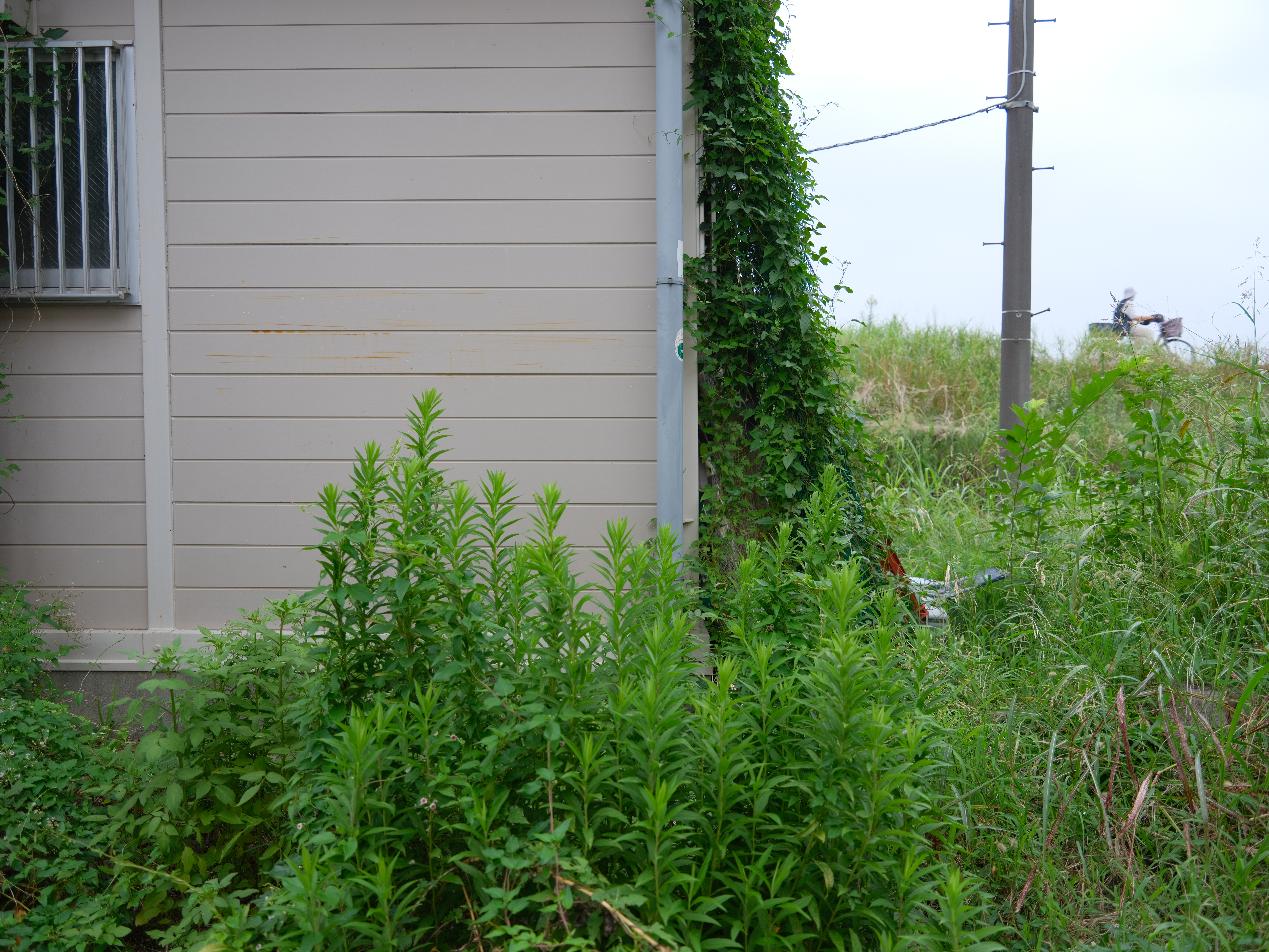 <span class="fnt-85">富士フイルムっぽさのある曇天時のAWB。これまでのGFレンズとは異なりワイド端の絞り開放ではフリンジが出るし、そこまで綺麗なボケでもない、ごくごくフツーの描写。だけど、写真っぽい描写がなんだか憎めない。<br>GFX50S II / GF35-70mmF4.5-5.6 WR（35mm：28mm相当） / プログラムAE（F4.5・1/60秒・+0.7EV） / ISO 200 / フィルムシミュレーション：Provia/スタンダード</span>