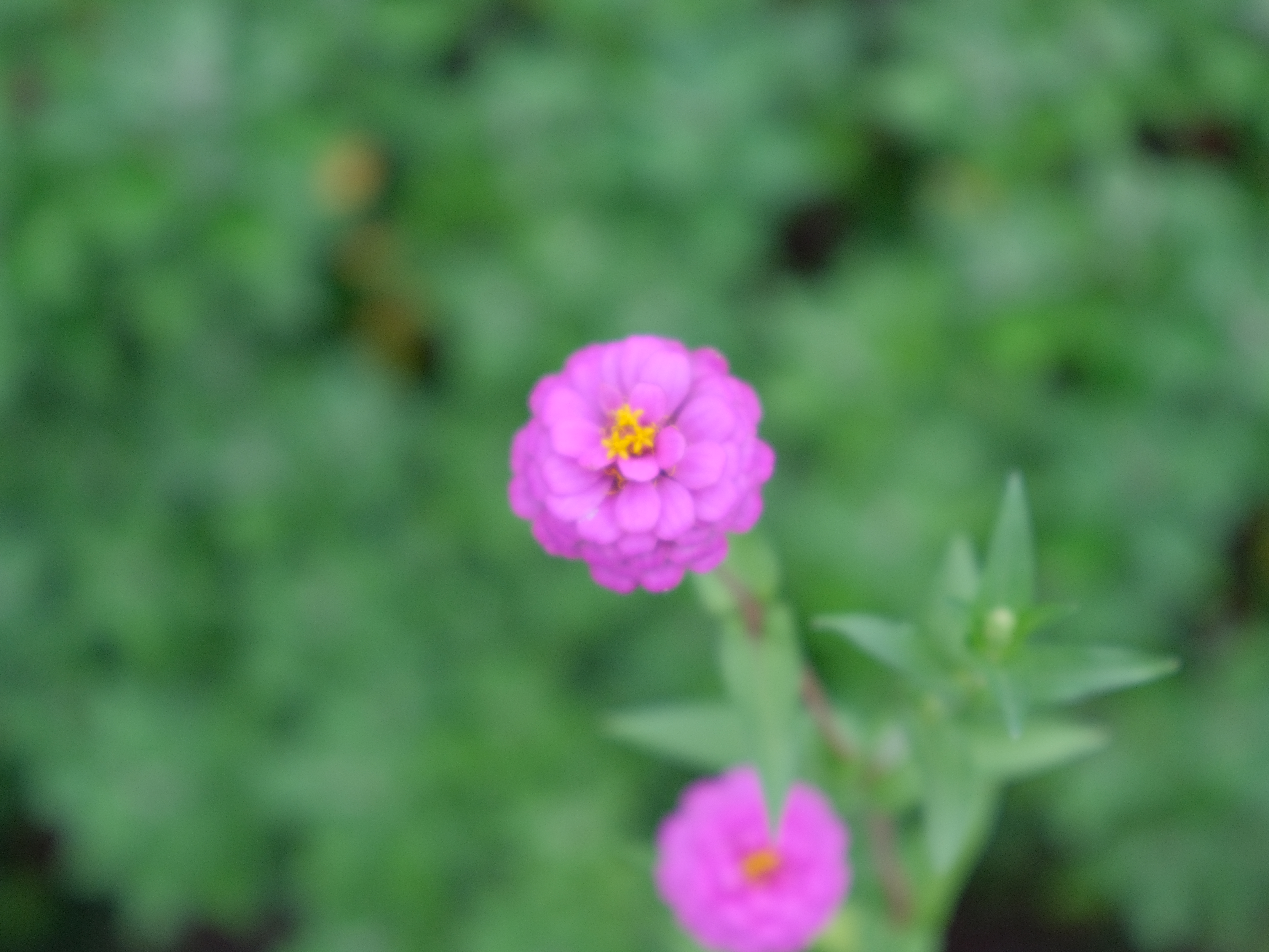 <span class="fnt-85">望遠端かつ至近端で絞り開放という条件では、まるでベス単のようにソフトな描写。随分思い切った設計だと思ったが、これがナカナカ楽しい。2段以上絞るとキリッと写る。<br>GFX50S II / GF35-70mmF4.5-5.6 WR（70mm：55mm相当） / 絞り優先AE（F5.6・1/100秒・+0.3EV） / ISO 640 / フィルムシミュレーション：Velvia/ビビッド</span>