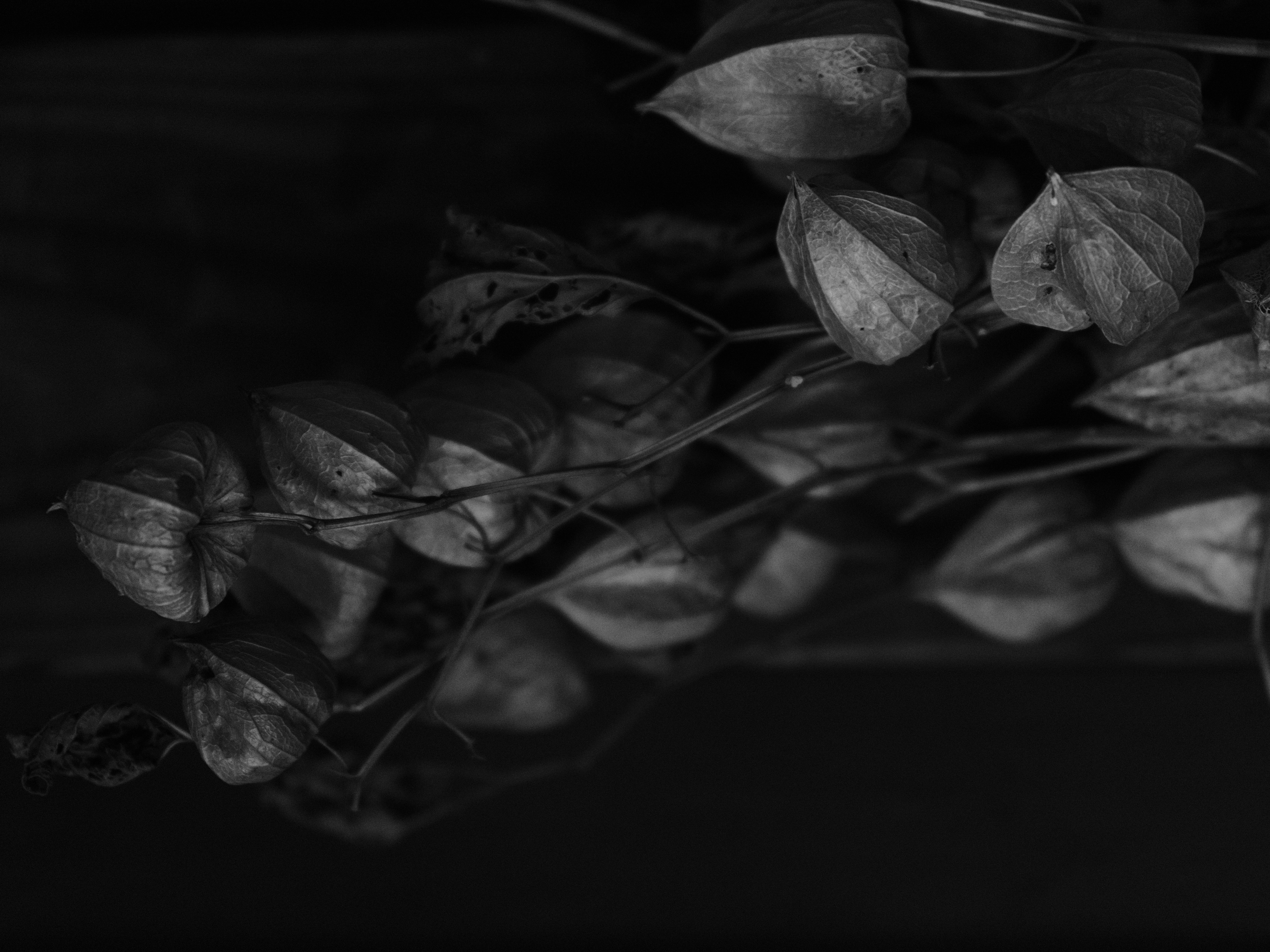 <span class="fnt-85">ACROSで高感度設定時の再現性をチェックするために撮影。GFX 50Rと比べてこちらも少しスッキリ写っている。個人的にはモノクロで高感度を使うなら50R世代の方が好み。<br>GFX50S II / GF35-70mmF4.5-5.6 WR（70mm：55mm相当） / 絞り優先AE（F5.6・1/17秒・-1.0EV） / ISO 6400 / フィルムシミュレーション：ACROS</span>