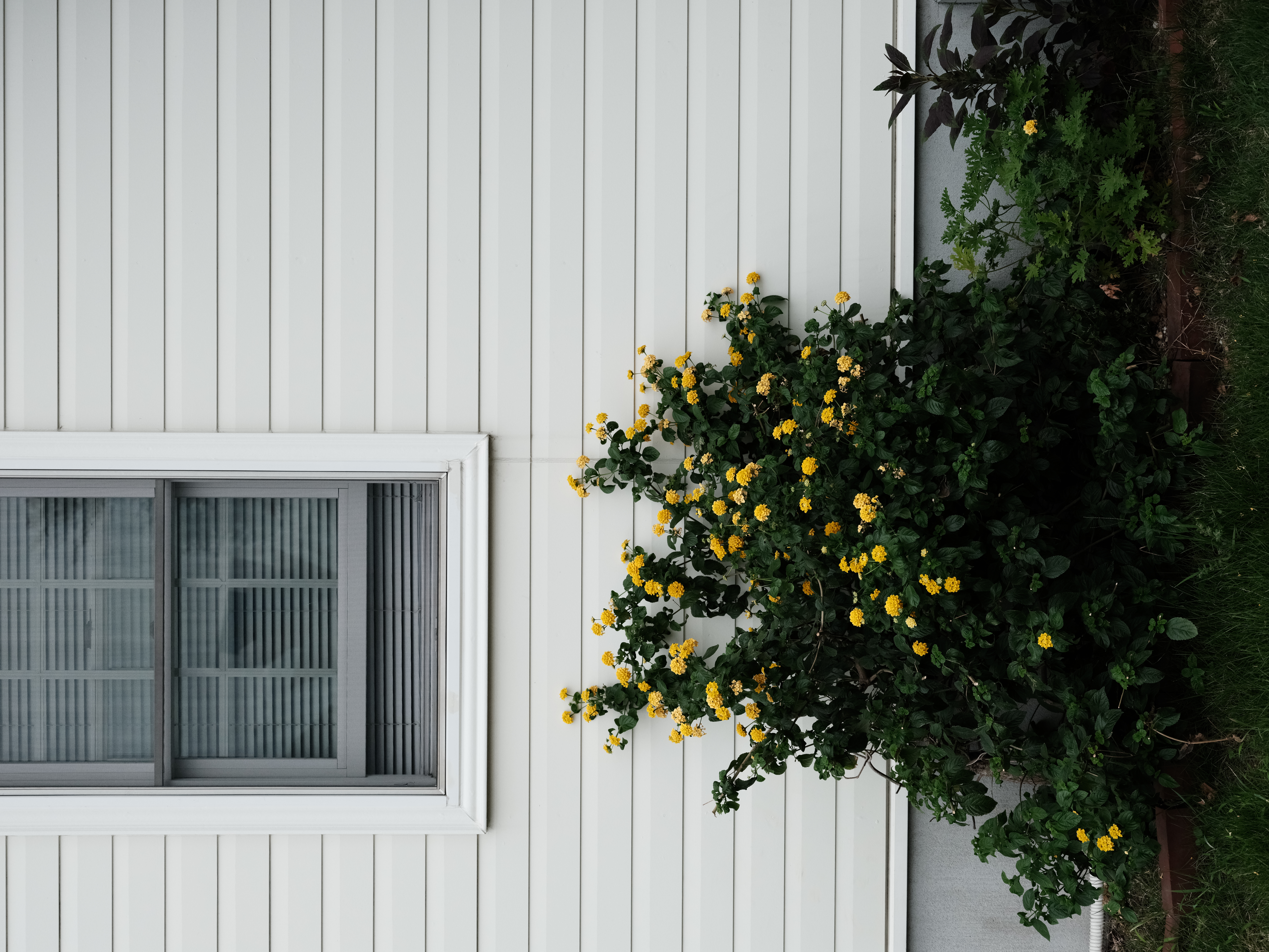 <span class="fnt-85">ISO 2000で少しザラッとした感じを演出したかったが、そうは問屋がおろさなかった様子。硬めの調整にしているものの、それでもトーンが潤沢なあたりは流石は中判デジタル。余裕が違う。撮影時に色々な表現の選択がとれるところが面白い。<br>GFX50S II / GF35-70mmF4.5-5.6 WR（70mm：55mm相当） / 絞り優先AE（F8・1/300秒・+0.7EV） / ISO 2000 / フィルムシミュレーション：クラシッククローム</span>