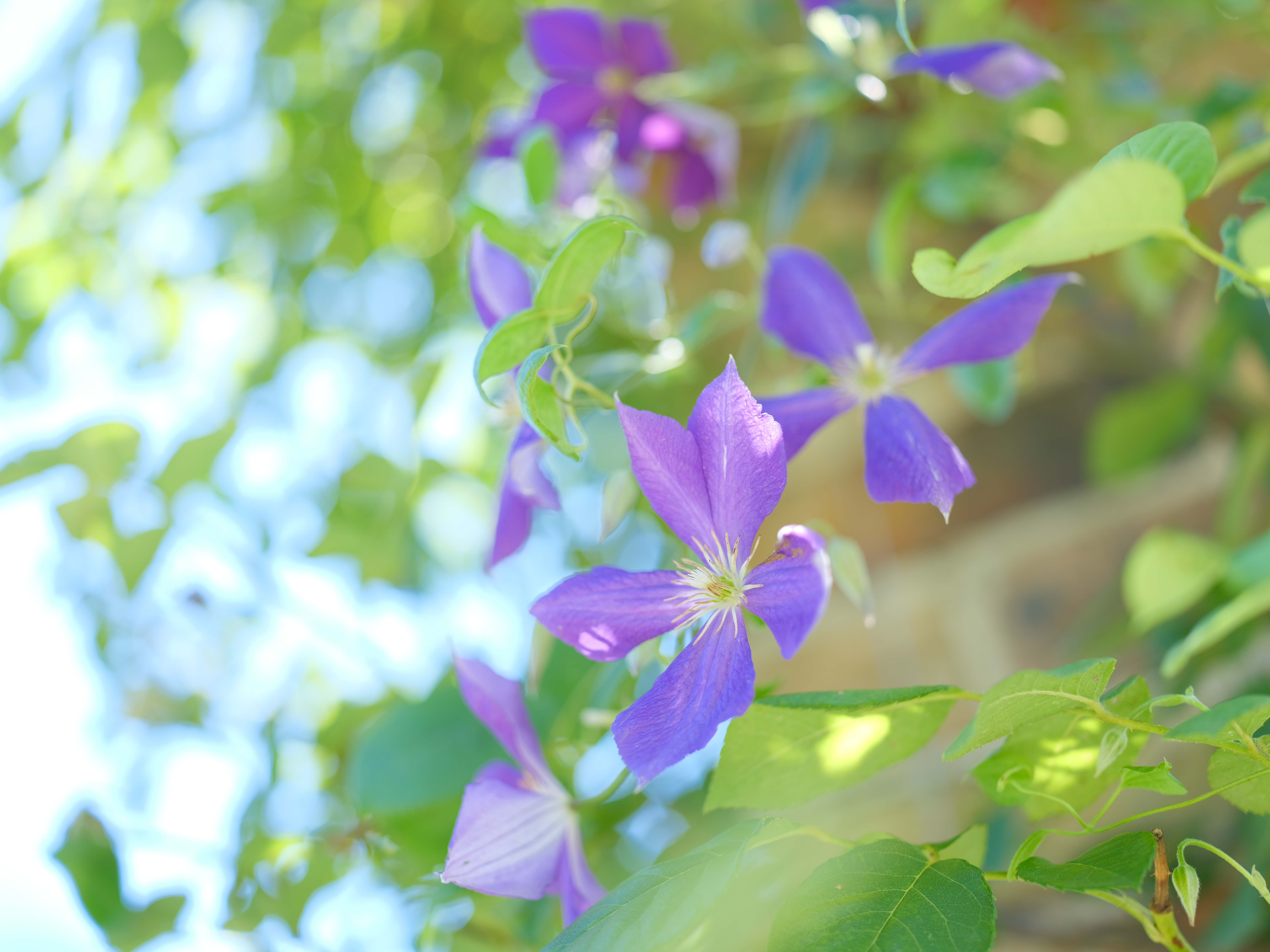 <span class="fnt-85">撮影時に「あれ？従来機からちょっと写りが変わったかも??」と思った1枚。ピント位置のシャープネスが今までより高いように見える。AWBも今までより賢い感じ。<br>GFX50S II / GF63mmF2.8 R WR / 絞り優先AE（F2.8・1/100秒・+2.0EV） / ISO 200 / フィルムシミュレーション：Provia/スタンダード</span>