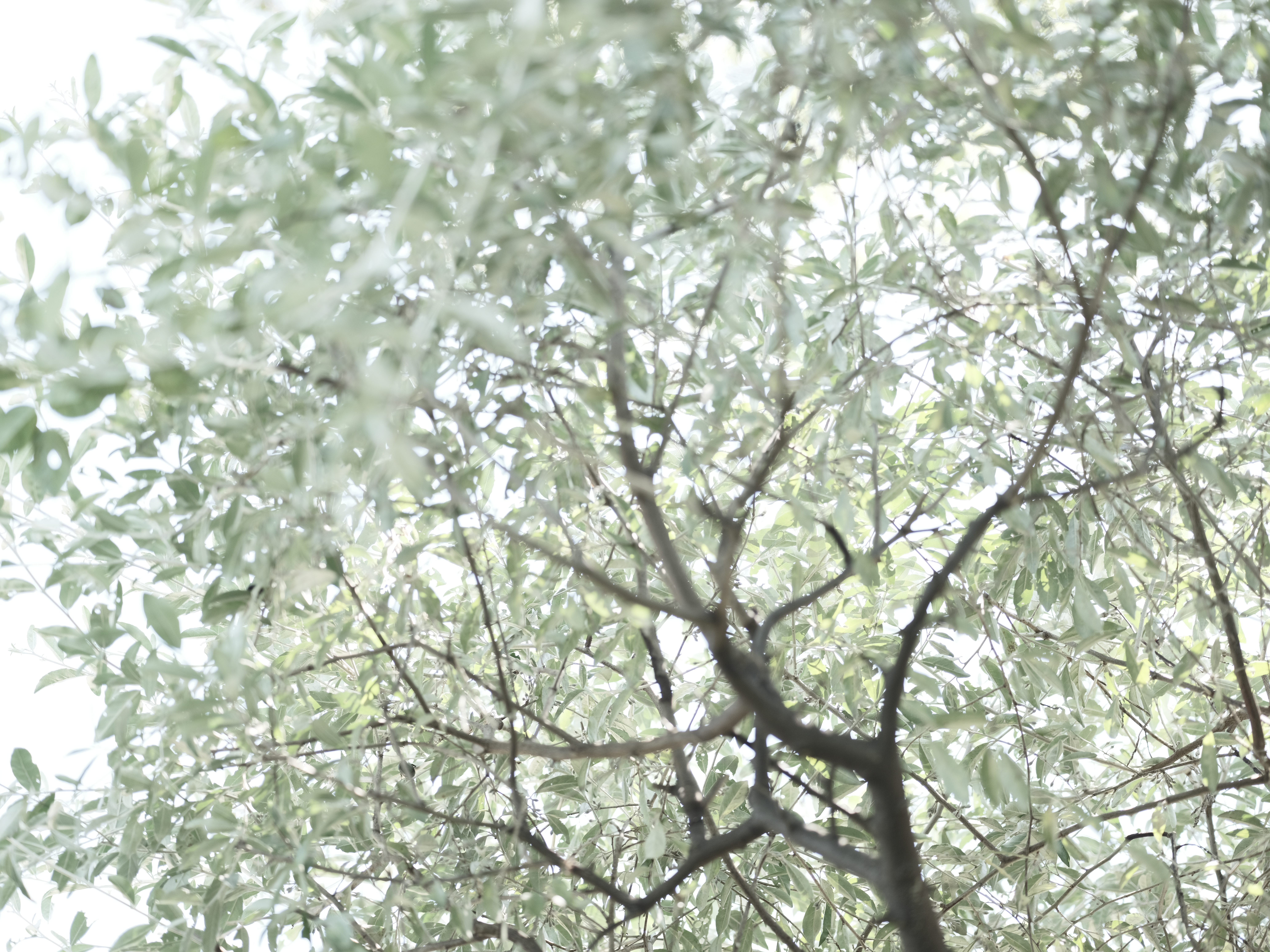 <span class="fnt-85">ETERNAブリーチバイパスをハイキー気味で扱う事にハマってしまった。手元にあるカメラではこの設定がないのでもどかしい。奥側にAFさせたが、GFX 50Rと比べてこうしたシーンで狙い通りにAFしてくれるようになった。<br>GFX50S II / GF63mmF2.8 R WR / 絞り優先AE（F3.2・1/120秒・+2.0EV） / ISO 400 / フィルムシミュレーション：ETERNAブリーチバイパス</span>