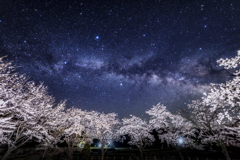 満開の桜と東天に昇る天の川のバランスに注意しながら構図を決定。三脚が軽量かつ堅牢なので、赤道儀とカメラをセットした状態での位置移動も苦にならない<br><span class="fnt-85">α1 / FE 12-24mm F2.8 GM / 12mm / マニュアル露出（F2.8、30秒） / ISO 3200 / WB:3,750K / ソフトフィルター、赤道儀使用</span>