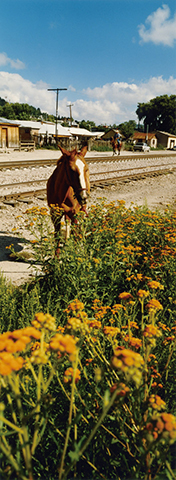 尾仲浩二写真展：馬とサボテン Horse ＆ Cactus - デジカメ Watch