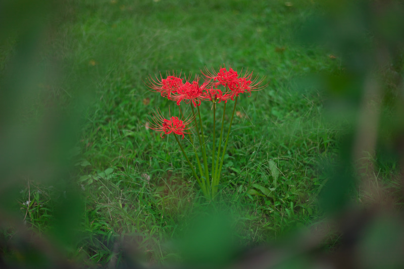 このレンズが登場した時から現代版「クラシックレンズ」という存在が注目されました。高性能レンズばかりでは面白くないのではないかという思想ですね。<br>ライカM9　NOKTON classic 40mm F1.4（F2・1/3,000秒）ISO 200