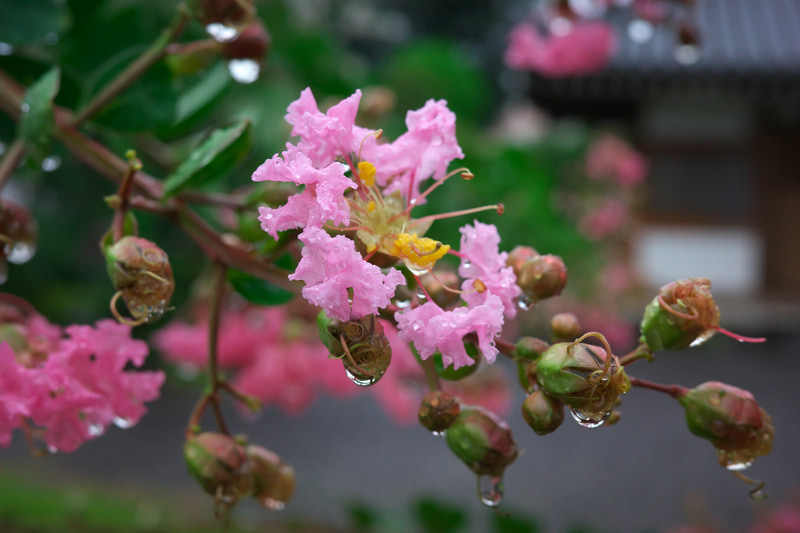 もう「晴れ男」というのは日本全国から消滅したのではないかというくらい9月に入ってから天気が悪かったけど、おかげさまで傘をさして片手撮りの技を身につけました。ワークショップでは片手撮りはするなと言っているのに、講師自ら反則を犯して撮影しています。いえ、手ブレ補正が優秀なんですけどね。<br>RICOH GR IIIx　GR LENS 26.1mm F2.8（F5.6・1/400秒）ISO 800