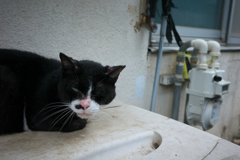 路地裏で洗濯機の上で寝ているネコに迫ります。かなり迷惑そうですね。モニターもろくに見ていないノールック撮影していますが、そのデタラメさがうまくいくことがあります。<br>RICOH GR IIIx　GR LENS 26.1mm F2.8（F5・1/400秒）ISO 800