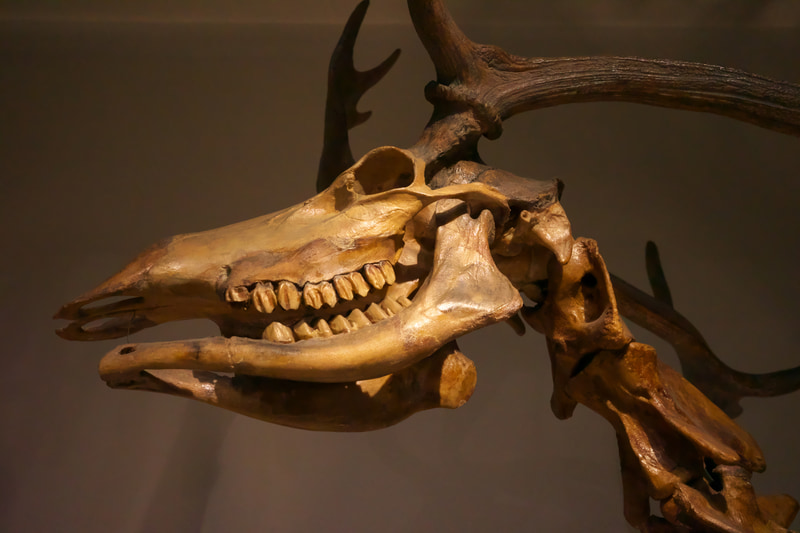 ISO感度を6400にして撮影したら思いのほか光を取り込んでしまい、余裕の画質になりました。筆者はISO感度オートを使用しないので見当違いの設定になることがあります。40mmのパースペクティブは少し見上げるくらいなら不自然な感じはしません。<br>RICOH GR IIIx　GR LENS 26.1mm F2.8（F5・1/400秒）ISO 6400