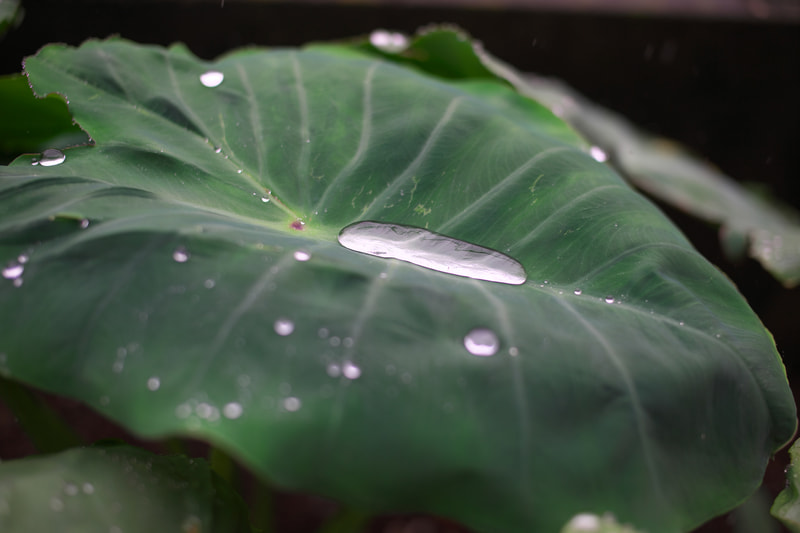 雨天のサトイモの葉っぱです。溜まった水が氷のように写ります。このディテール再現性はステキです。ボケも良い感じです。優秀なレンズは悪条件に力を発揮するというの本当です。<br>ニコンDf　ULTRON 40mm F2 Aspherical SL II（F2.5・1/800秒）ISO 200