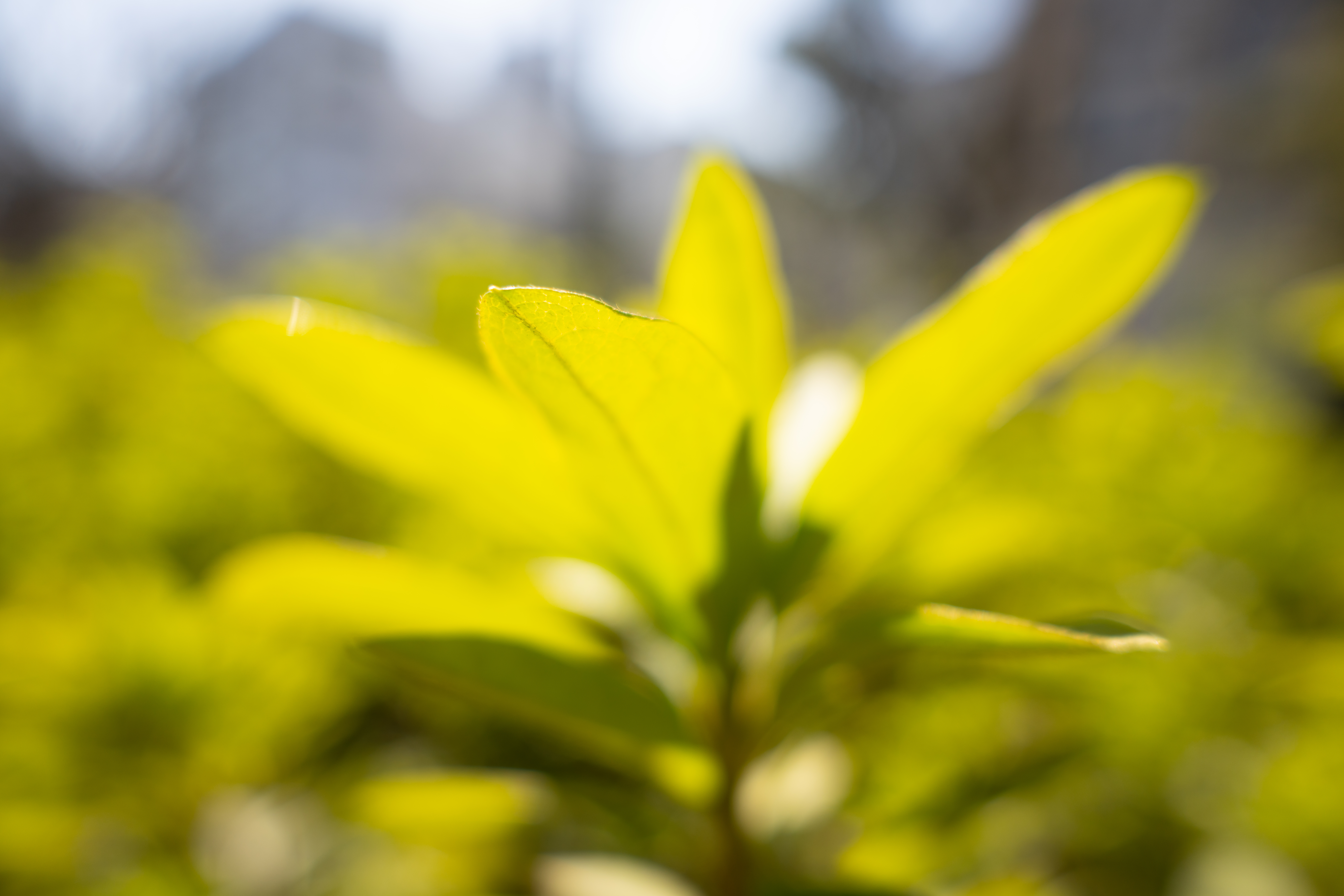 <span class="fnt-85">24mm F3.5 DG DN</span>