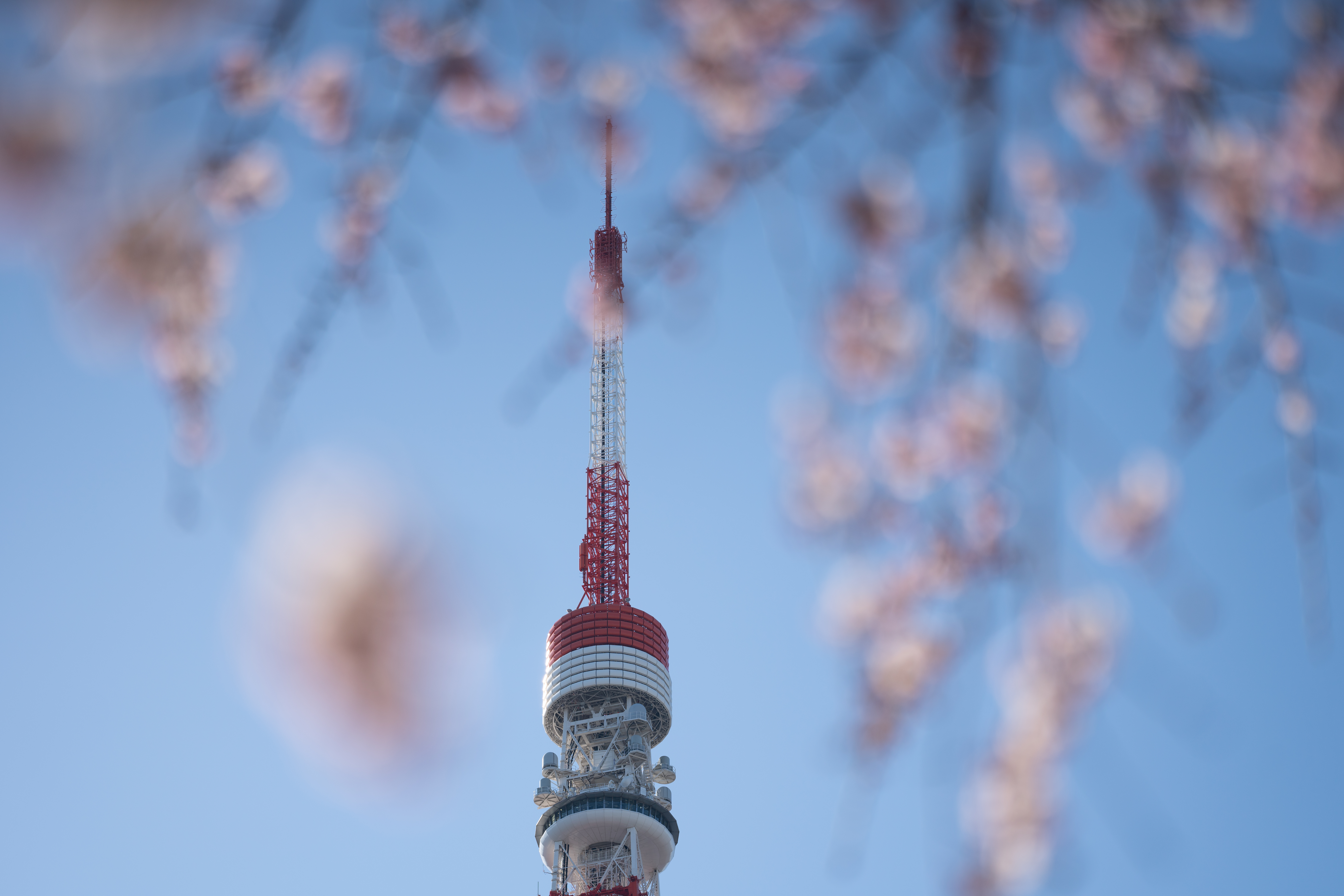 <span class="fnt-85">α7R IV / 105mm F2.8 DG DN MACRO / 絞り優先AE（F2.8・1/2,500秒・+0.8EV）/ ISO 100</span>