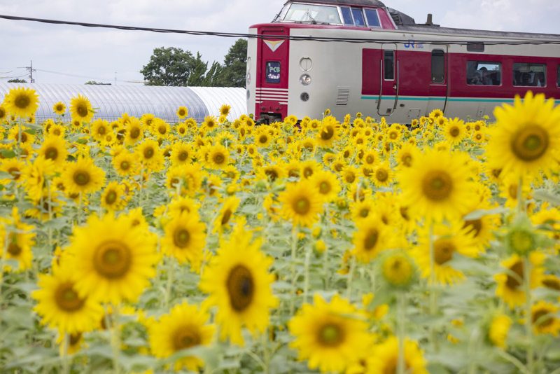 EOS R5／100mm／マニュアル露出（F8、1/1,600秒）／ISO 1000／WB：オート