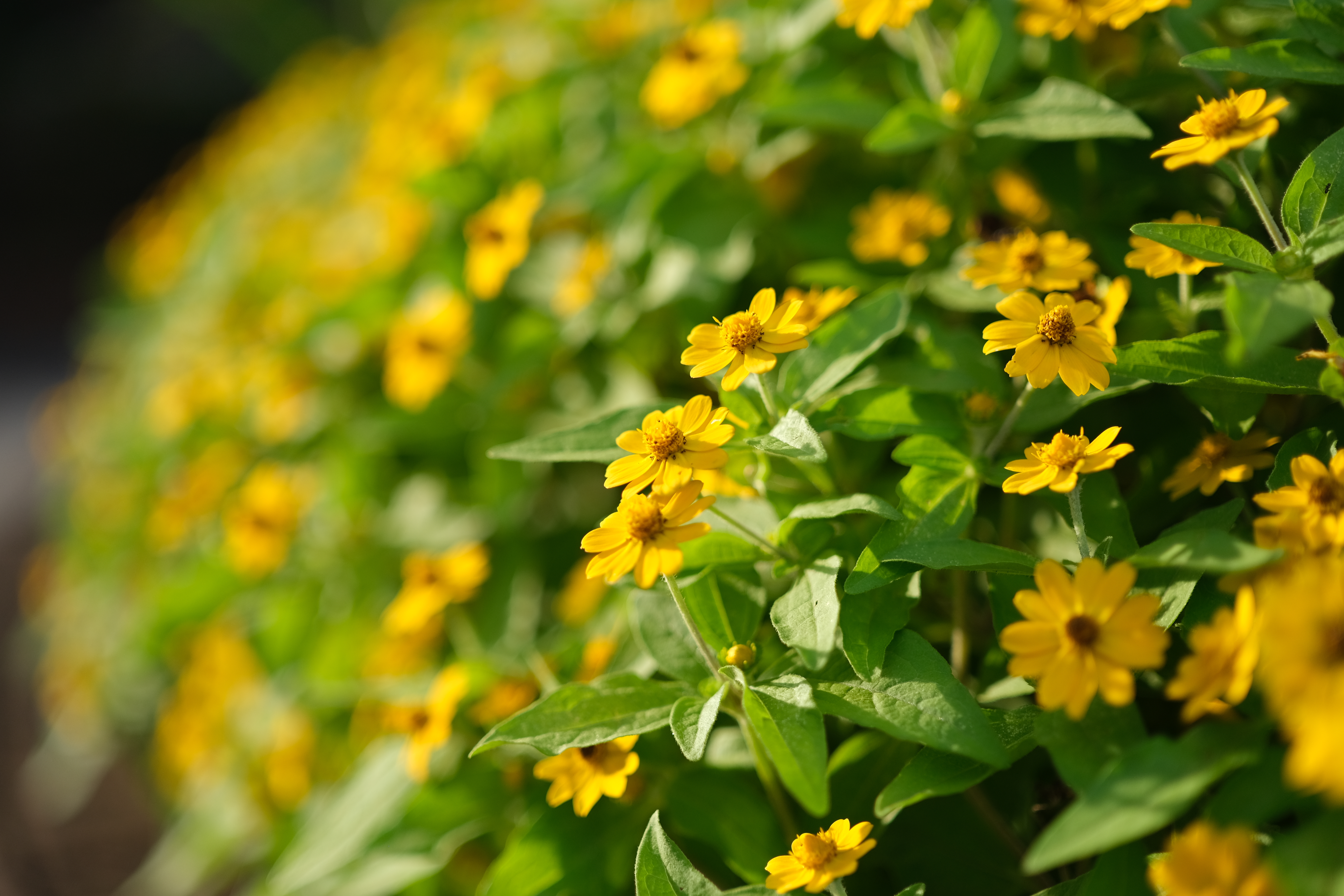 <span class="fnt-85">33mm</span>