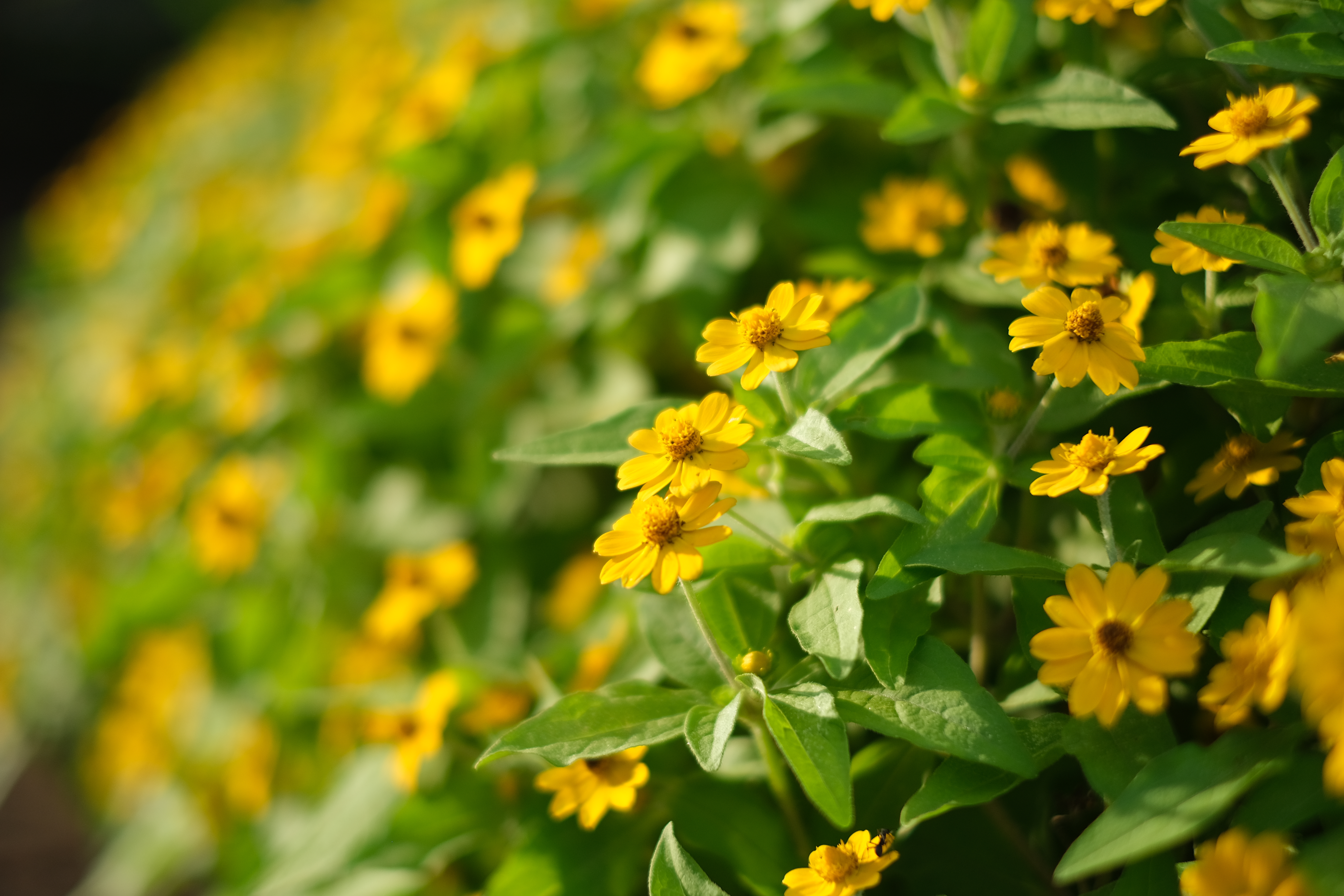 <span class="fnt-85">35mm</span>