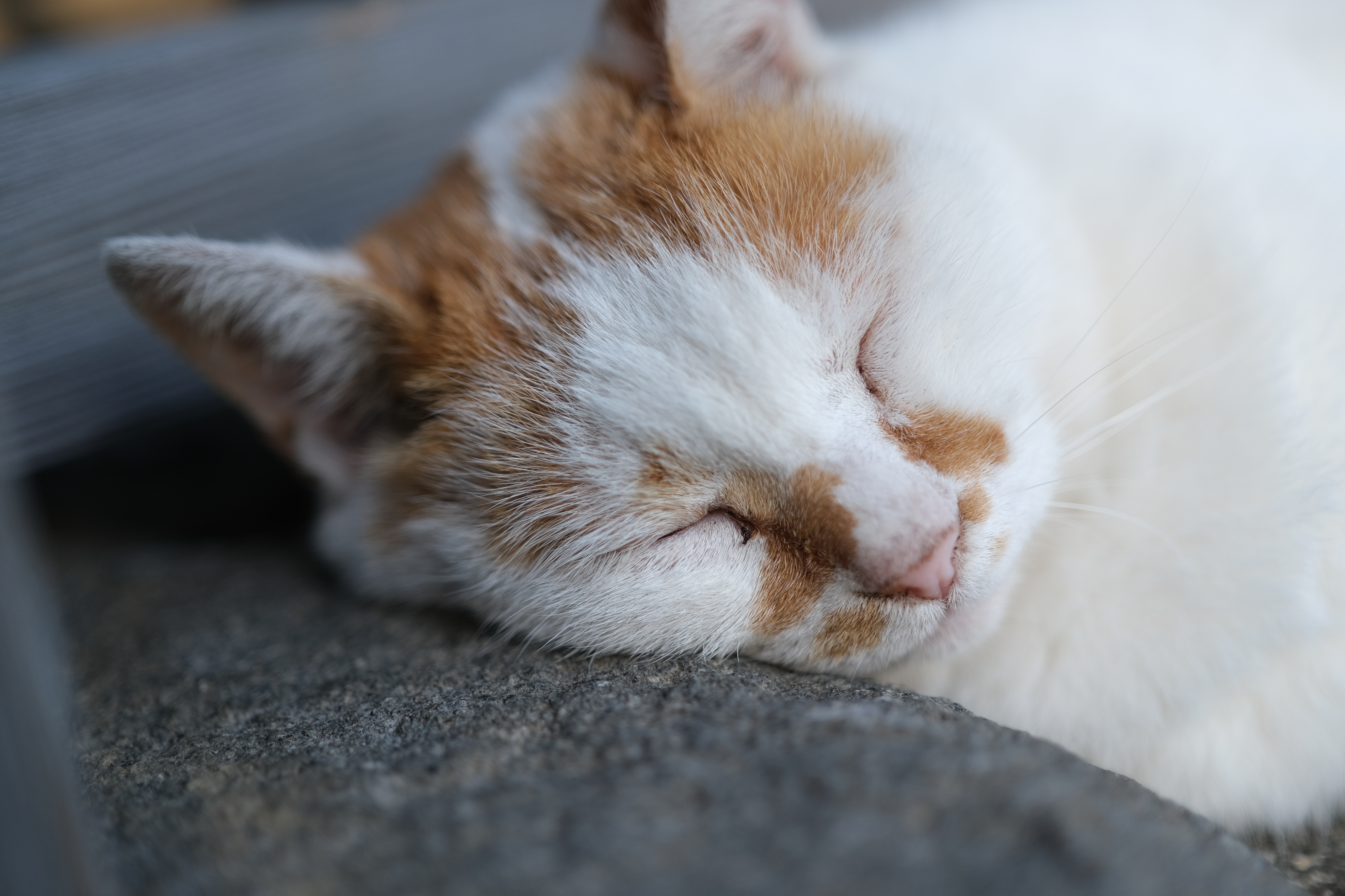 <span class="fnt-85">X-T4 / XF33mmF1.4R LM WR / 絞り優先AE（F1.4・1/1,400秒・+0.3EV） / ISO 160</span>