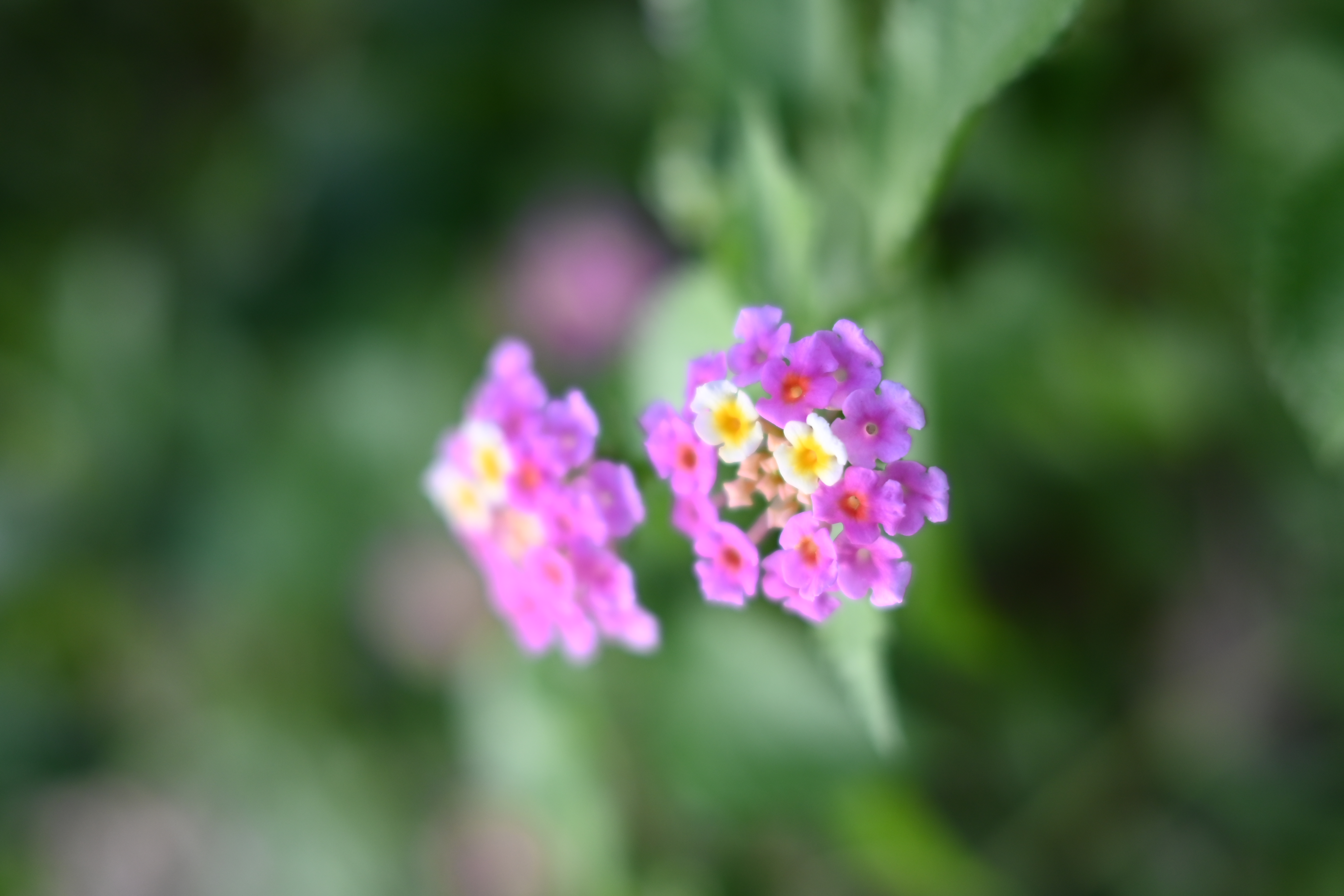 ほぼ最短撮影距離で撮影。絞り開放でこの距離では合焦部がけっこう柔らかい描写になるものの、当然ながらソフトフォーカスというほどではない。<br><span class="fnt-85">Z fc / NIKKOR Z 40mm f/2 / 絞り優先AE（F2.0・1/1250秒・-0.7EV） / ISO 200</span>