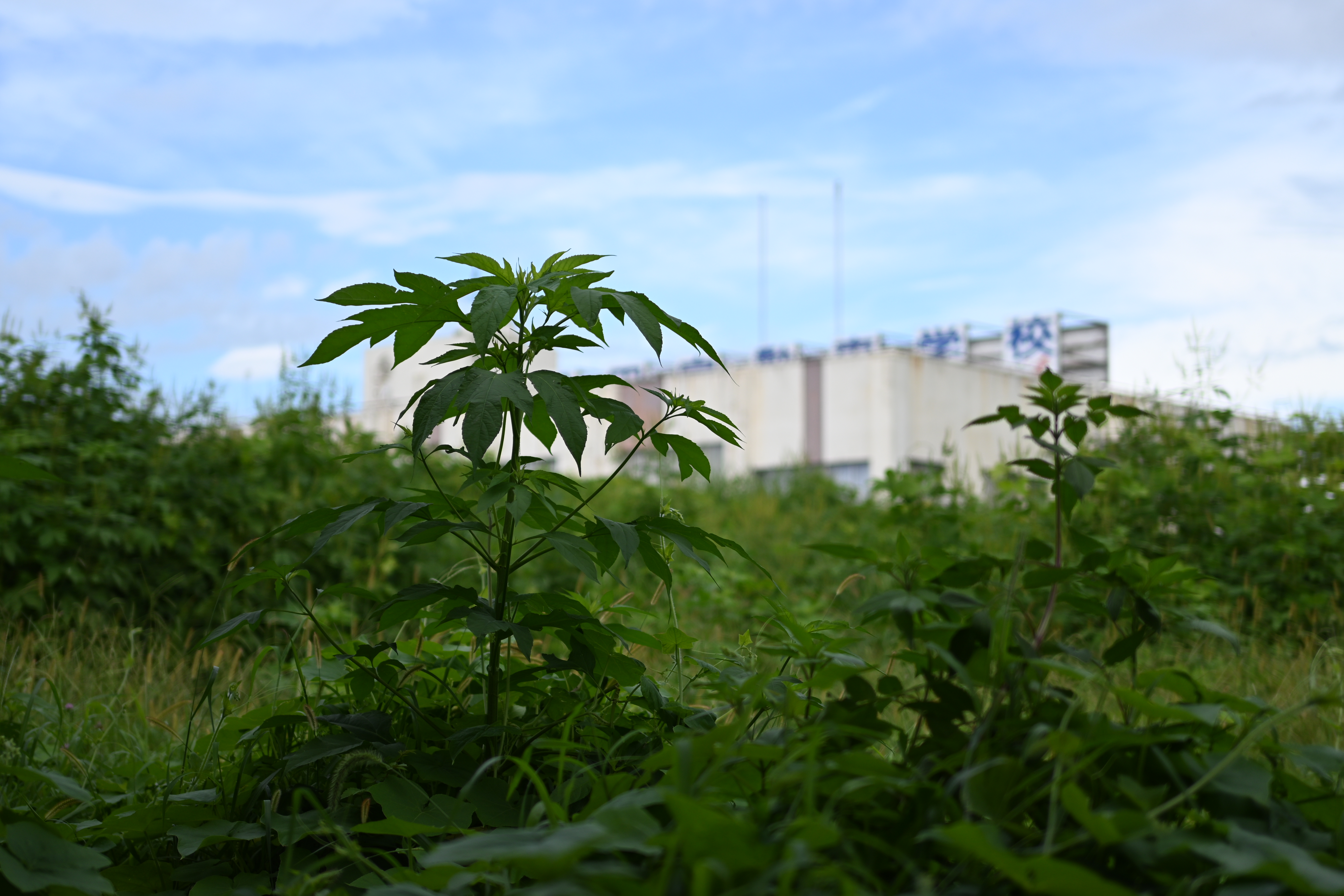 <span class="fnt-85">Z fc / NIKKOR Z 40mm f/2 / 絞り優先AE（F2.0・1/3,200秒・±0EV） / ISO 100</span>