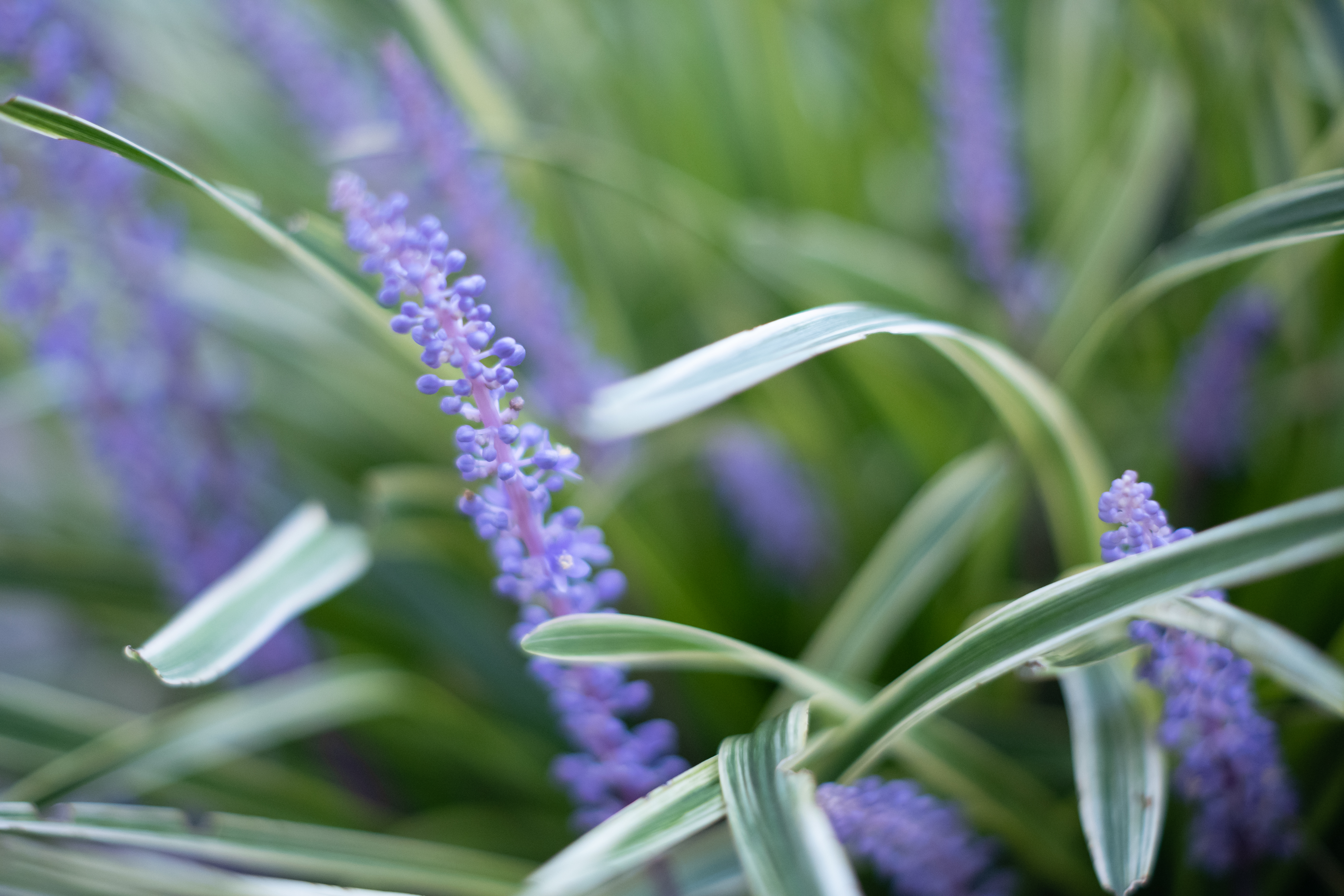 <span class="fnt-85">Z fc / 35mm f/1.4 C / 絞り優先AE（F1.4・1/1,000秒・） / ISO 800</span>