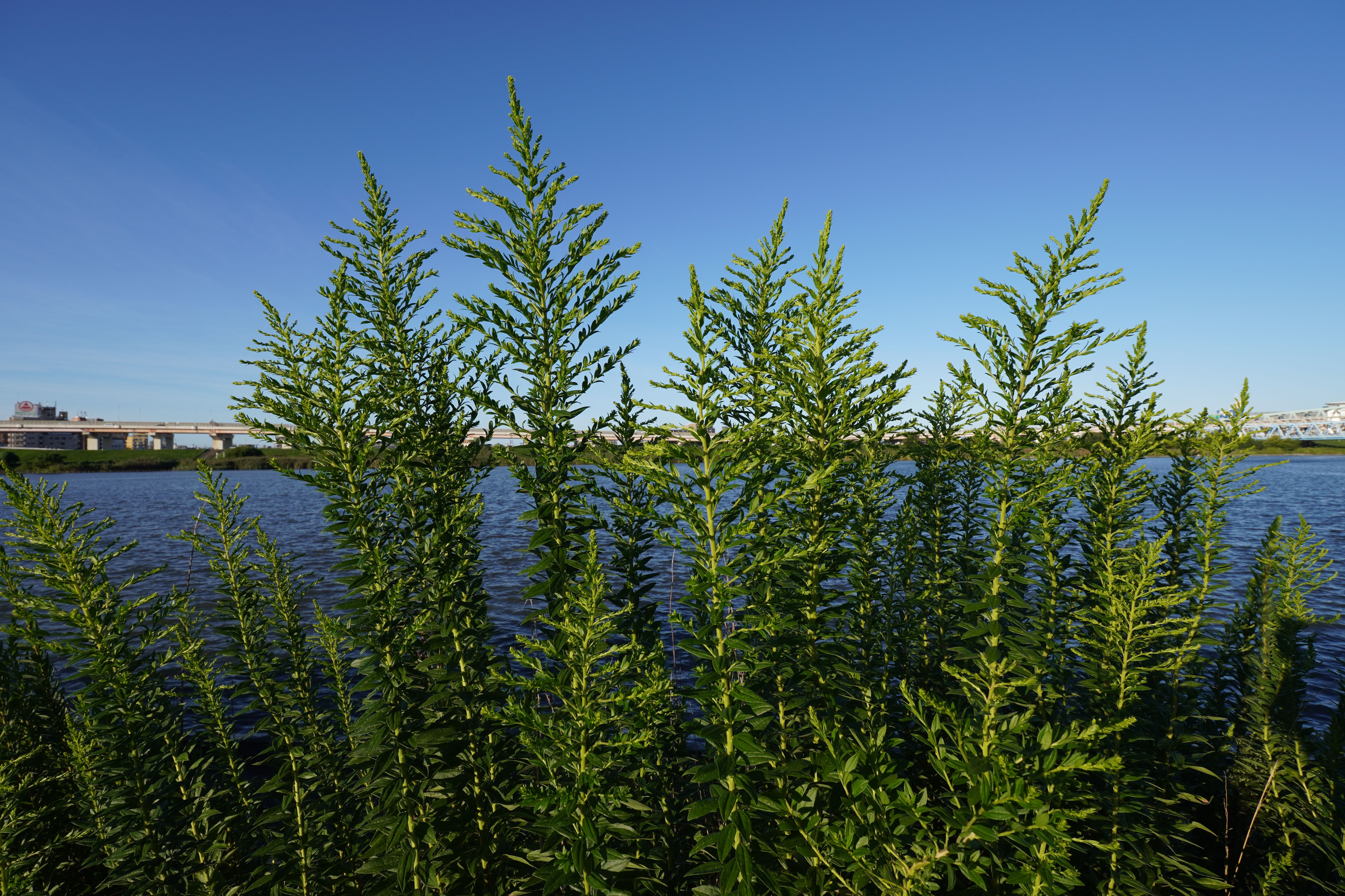 α6600 / 絞り優先AE（F8・1/250秒）/ ISO 100 / 11mm
