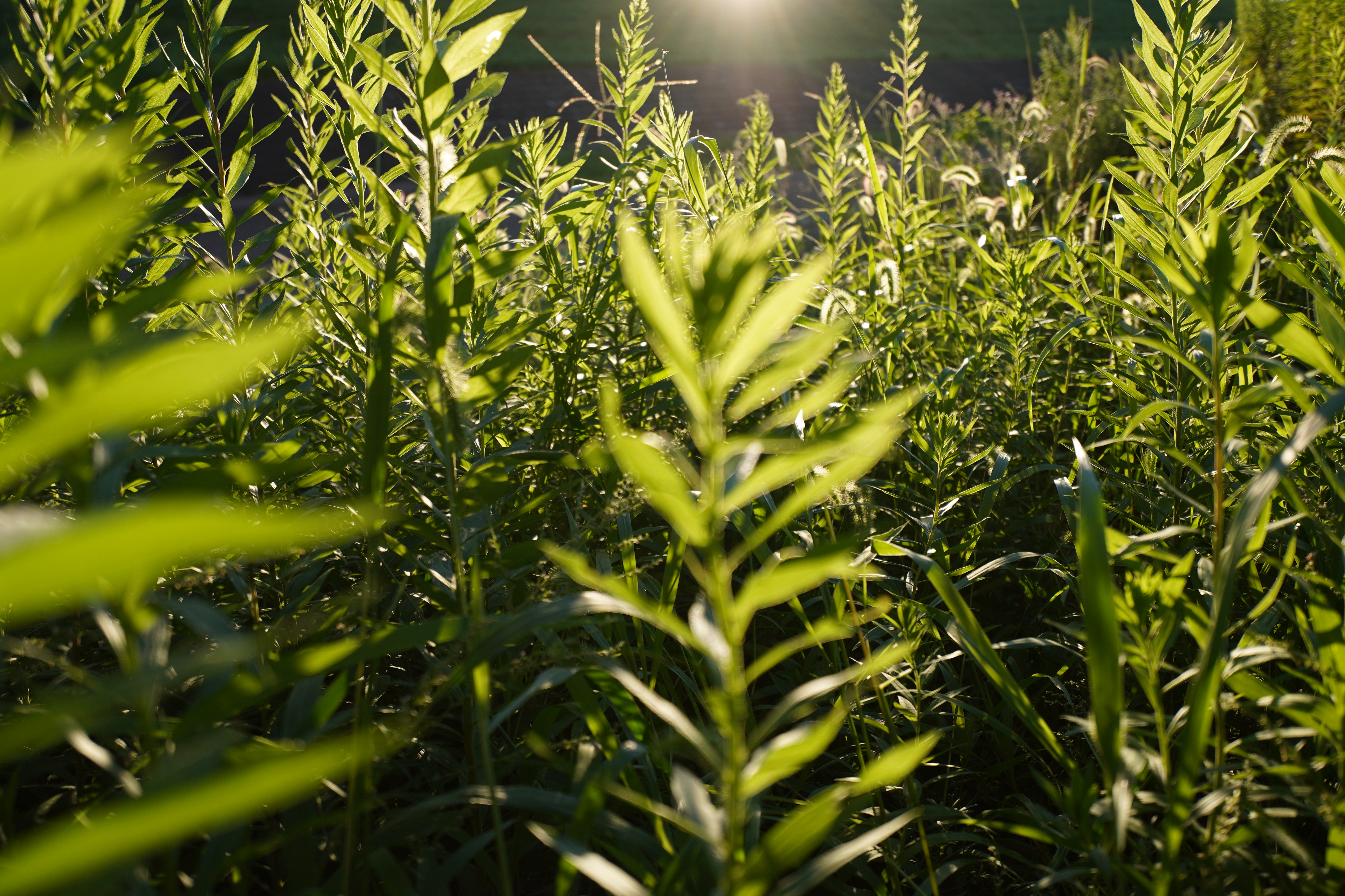 α6600 / 絞り優先AE（F2.8・1/800秒）/ ISO 100 / 20mm