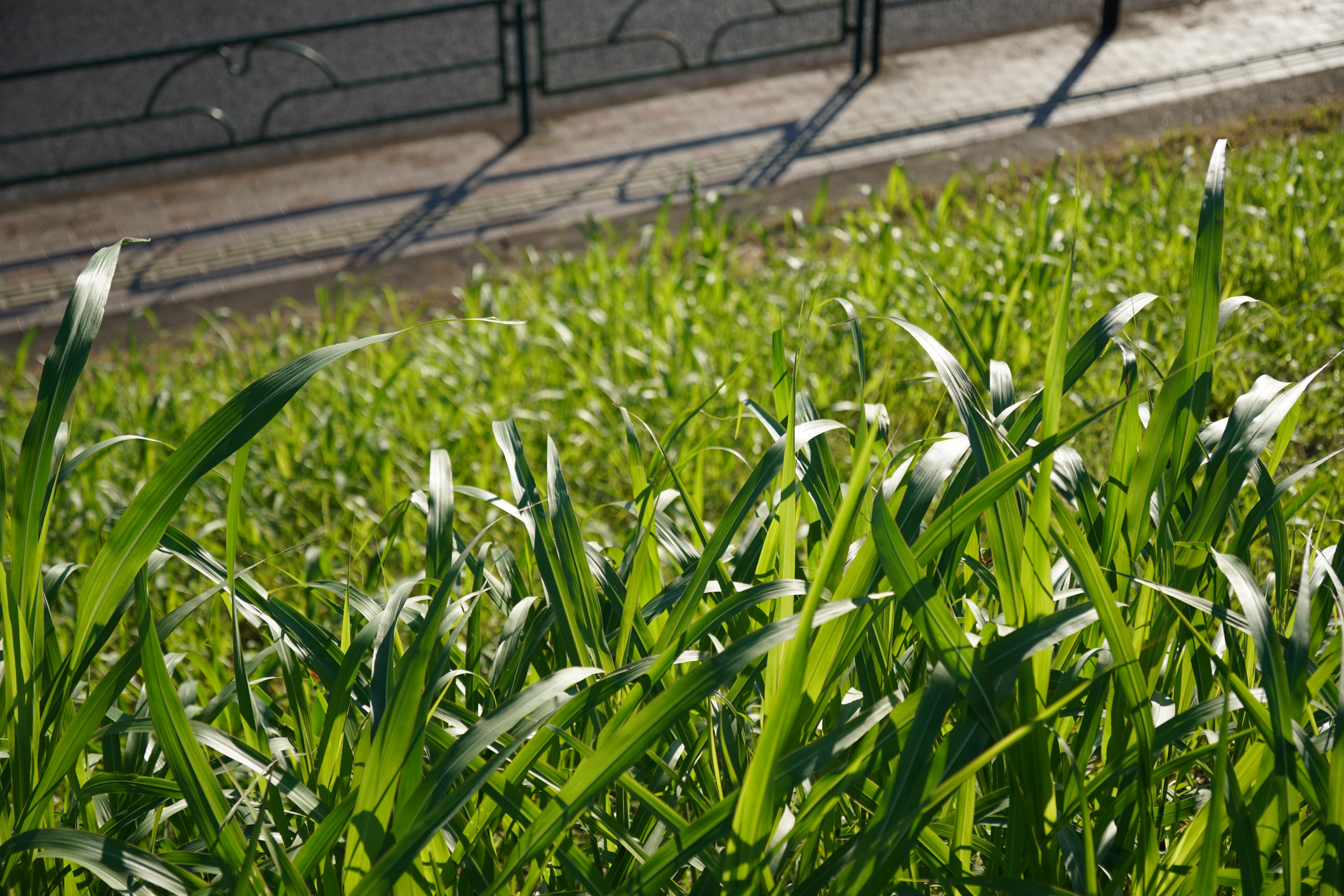 α6600 / 絞り優先AE（F4・1/640秒）/ ISO 100 / 38mm