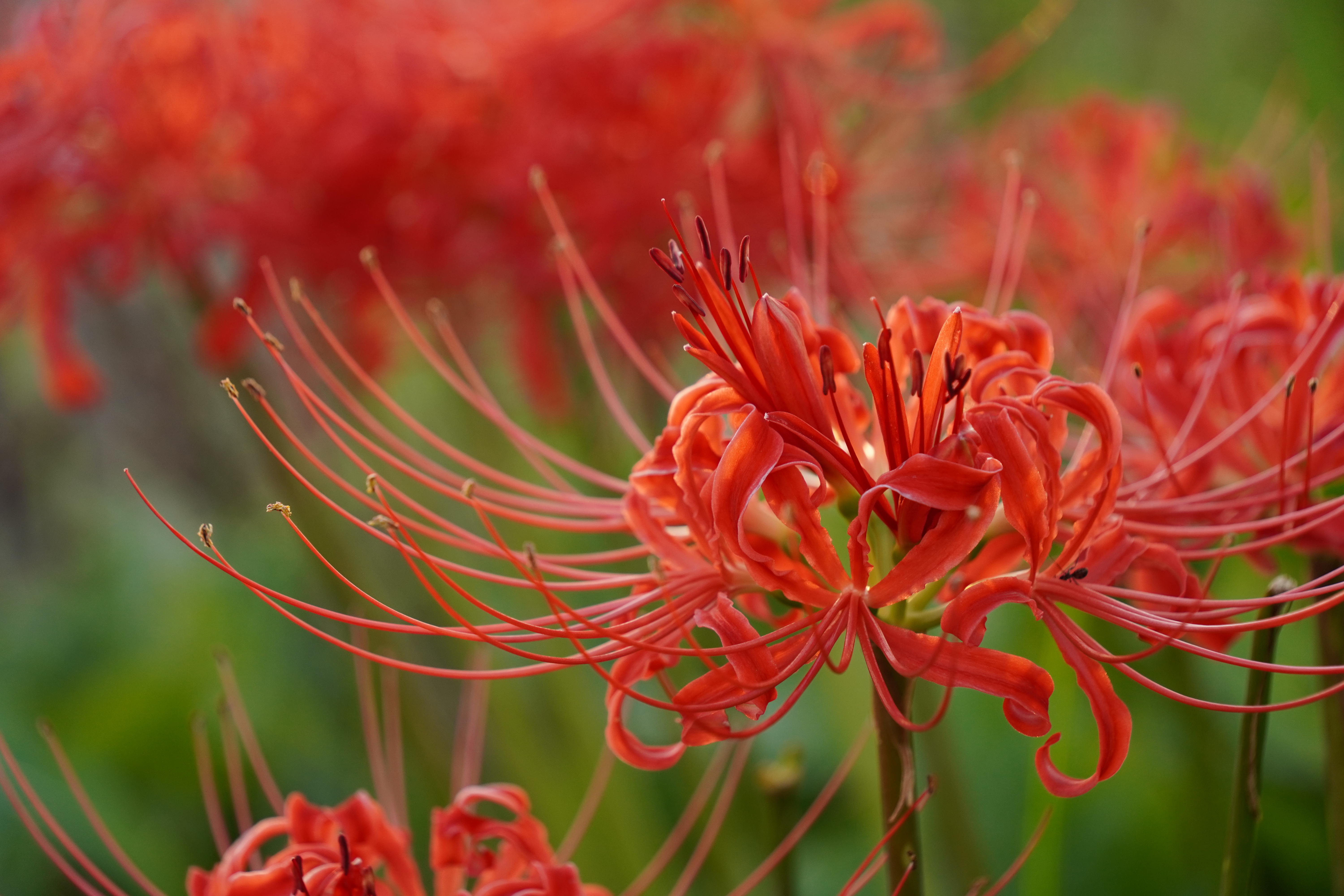 α6600 / 絞り優先AE（F5.6・1/80秒）/ ISO 400 / 103mm