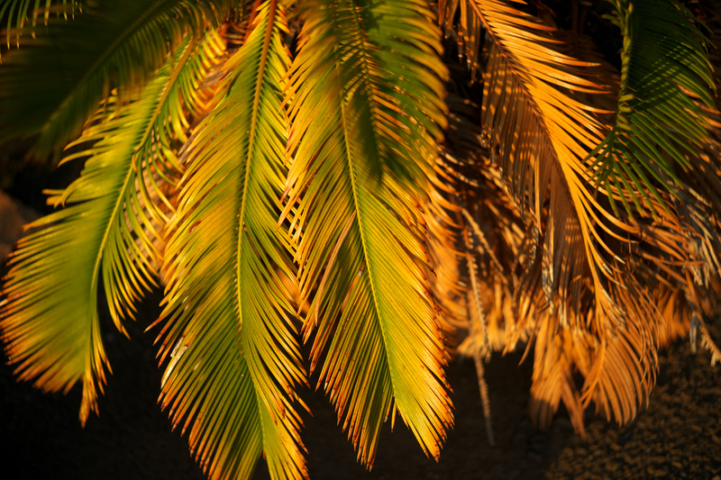 ヘリアータイプの開放F値の限界といわれるF2.8を最初に破ったのはこのレンズなんですが、撮影条件によっては無理した感がありません。むしろモノのニュアンスをよく伝えてくれる感じさえします。<br>ライカM10-P　HELIAR classic 50mm F2（F2・1/1,000秒）ISO 400