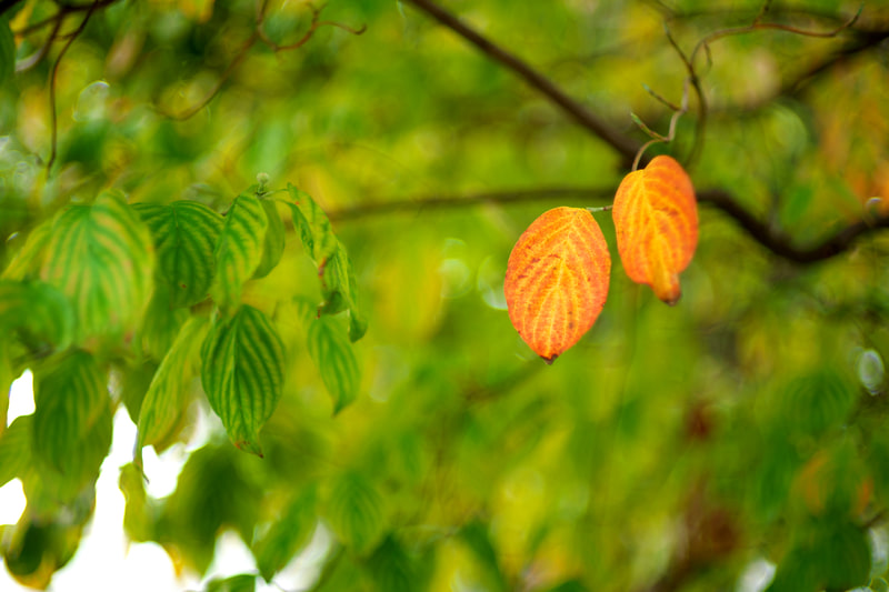 絞り開放です。細かいものが後ろにあるとザワザワしたボケになります。二線ボケもあるし、コマ収差による奇妙な形のボケもあります。が、写真的にはそれだけのことでここから何をどうするか考えねばなりません。こういう描写が好きではない人にはNOKTON 50mm F1.5 Aspherical IIが合っていますが、結局は両方買うことになります。<br>ライカM10-P　HELIAR classic 50mm F1.5 VM（F1.5・1/350秒）ISO 100
