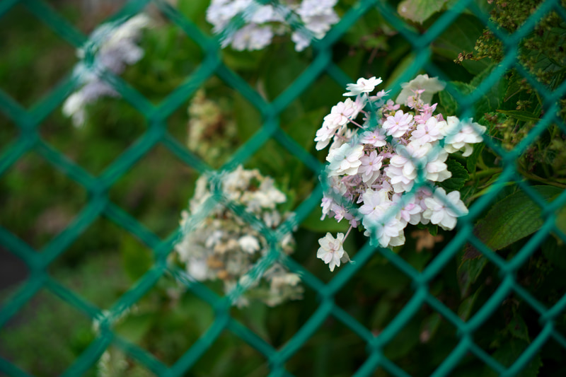 フェンスの向こうにある花にフォーカシングしましたが、ハイライト部分のフェンスに震えるような面白い二線ボケが発生しました。これは何かの表現に応用できそうですが、まだ思いつきません（笑）<br>ライカM10-P　HELIAR classic 50mm F1.5 VM（F1.5・1/1,000秒）ISO 100