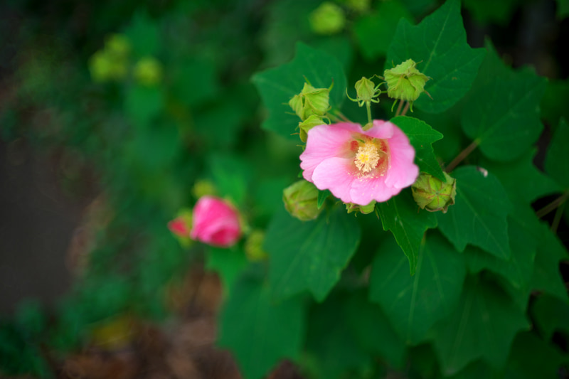 主題を引き立たせるために絞りを変えて被写界深度をコントロールすることに加えて、撮影条件やモチーフで変わるボケの形をどうするかが撮影者に求められるわけで、そういう意味では使いこなし甲斐のあるレンズかもしれないですねえ。<br>ライカM10-P　HELIAR classic 50mm F1.5 VM（F1.5・1/1,000秒）ISO 100