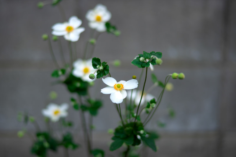 至近距離だし、開放絞りだし、どうせ像は滲むかなあと思いきや、とてもしっかりしています。合焦点も軟らかく良い感じの描写です。ポートレートを撮影すればよかったですねえ。<br>ライカM10-P　HELIAR classic 50mm F2（F1.8・1/1,500秒）ISO 100