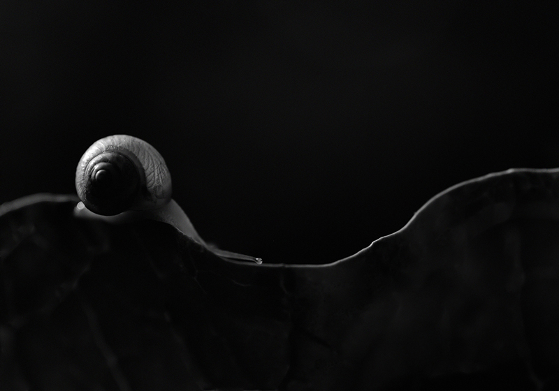 第17回のグランプリ作品「稜線を行く」（森本修氏）