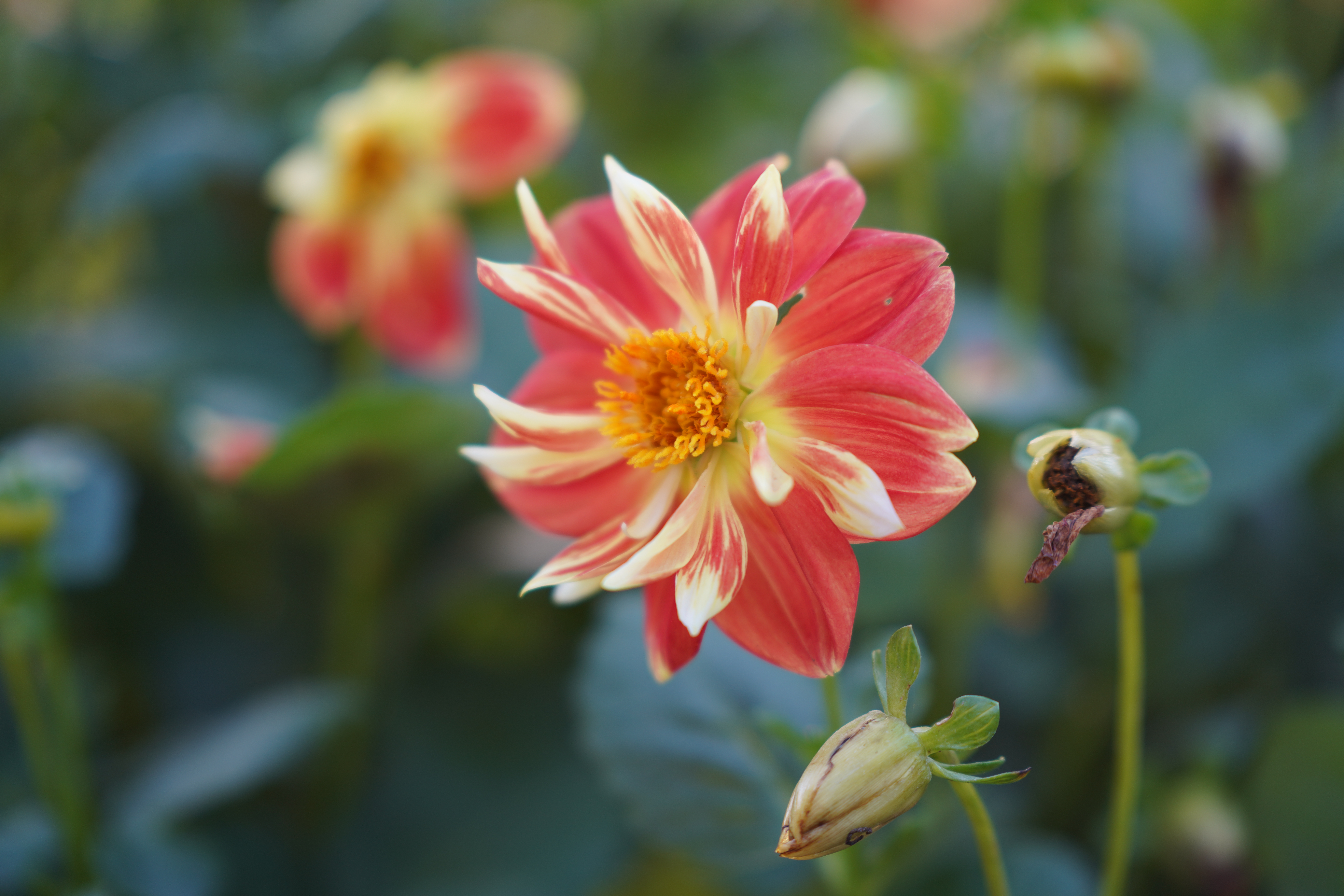 <span class="fnt-85">α7R IV / 90mm F2.8 DG DN｜Contemporary / 絞り優先AE（F2.8・1/100秒・+0.3EV） / ISO 100</span>