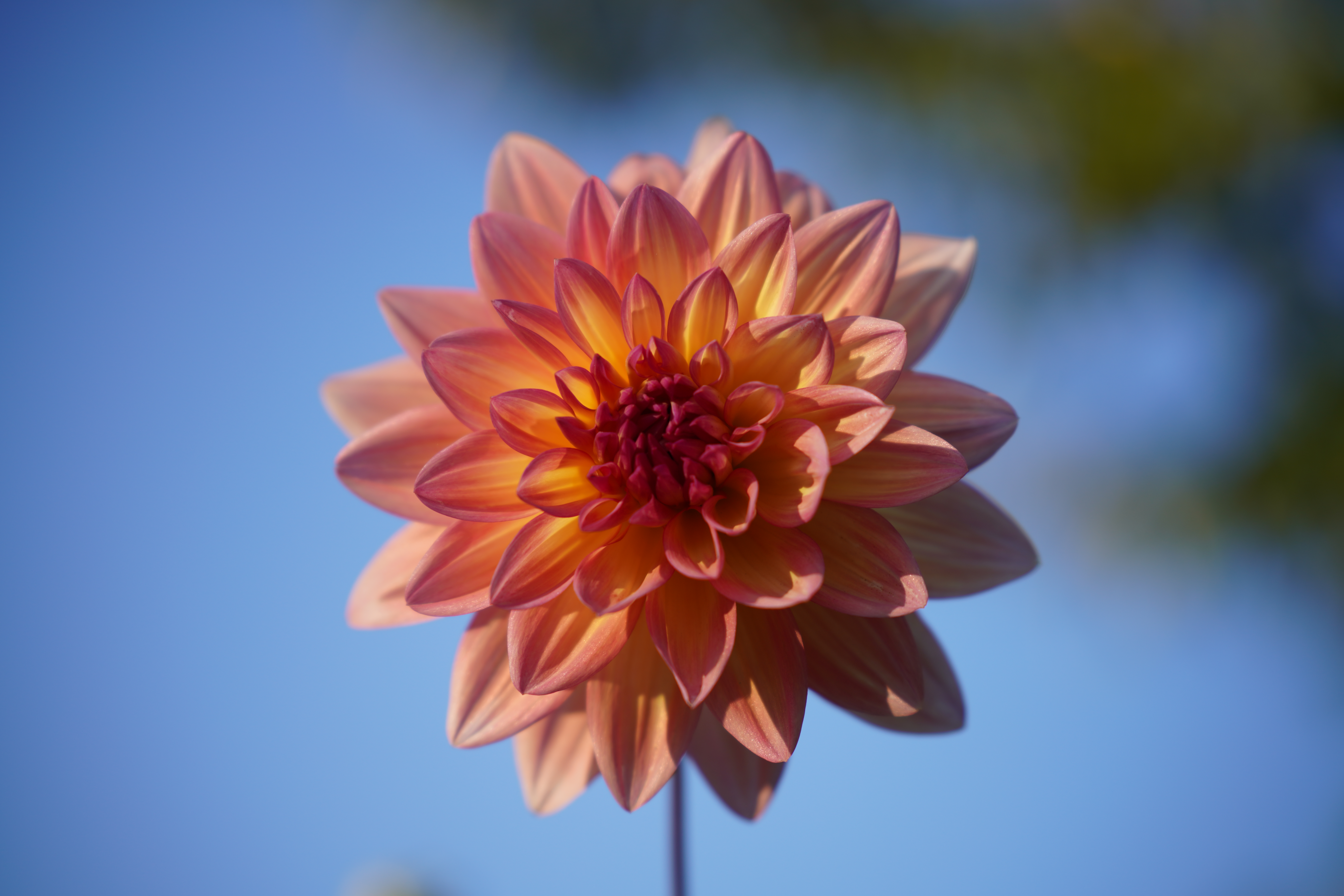 <span class="fnt-85">α7R IV / 90mm F2.8 DG DN｜Contemporary / 絞り優先AE（F2.8・1/800秒・+0.3EV） / ISO 100</span>