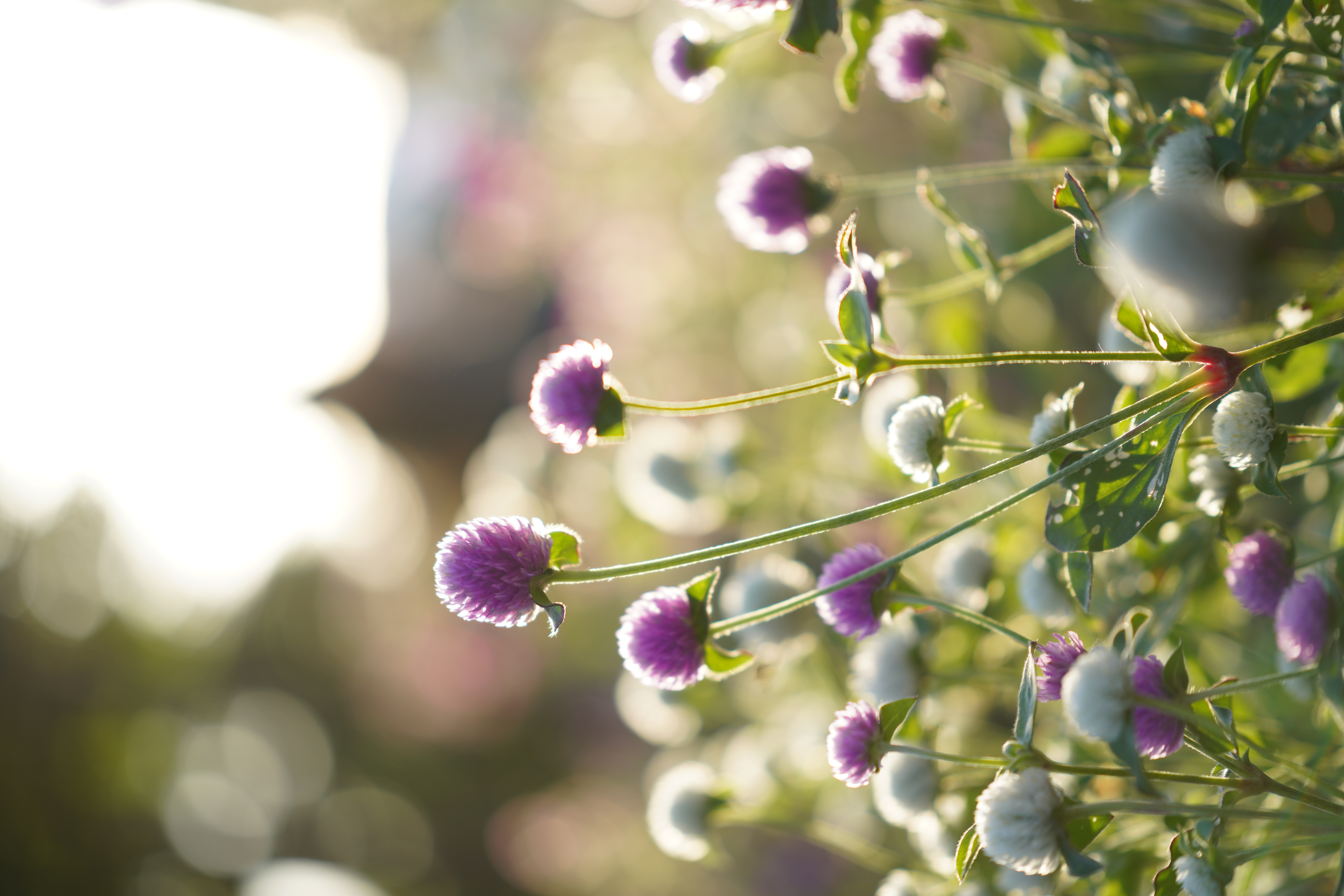 <span class="fnt-85">α7R IV / 90mm F2.8 DG DN｜Contemporary / 絞り優先AE（F2.8・1/500秒・+1.3EV） / ISO 100</span>